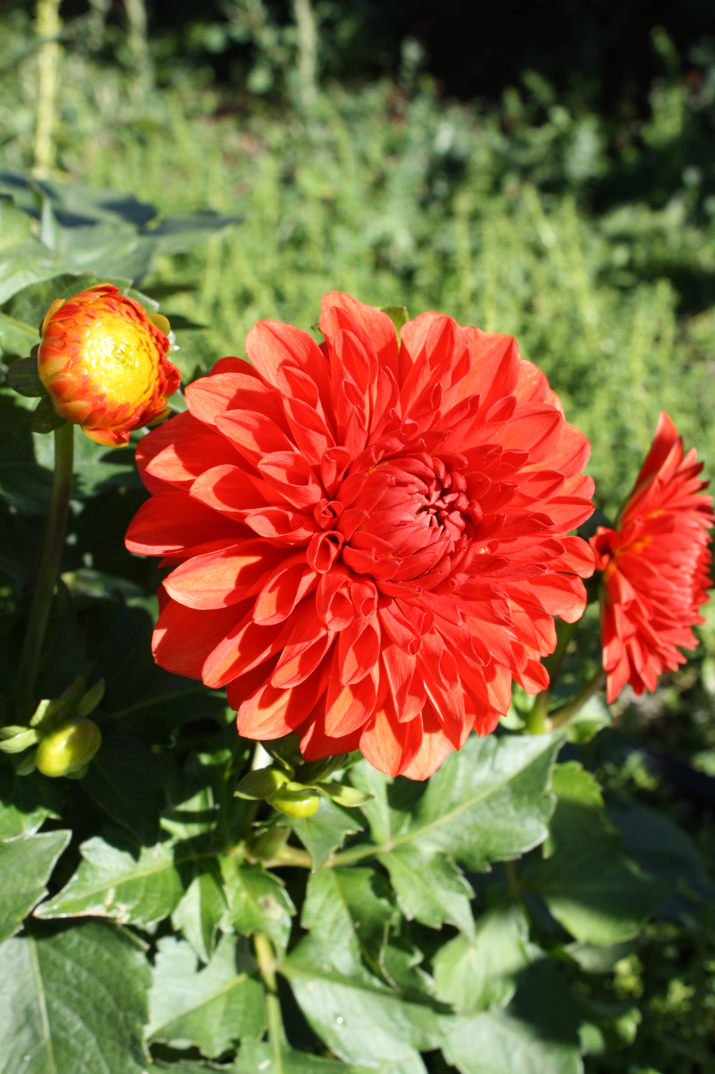 Lollipop Dahlia Tuber