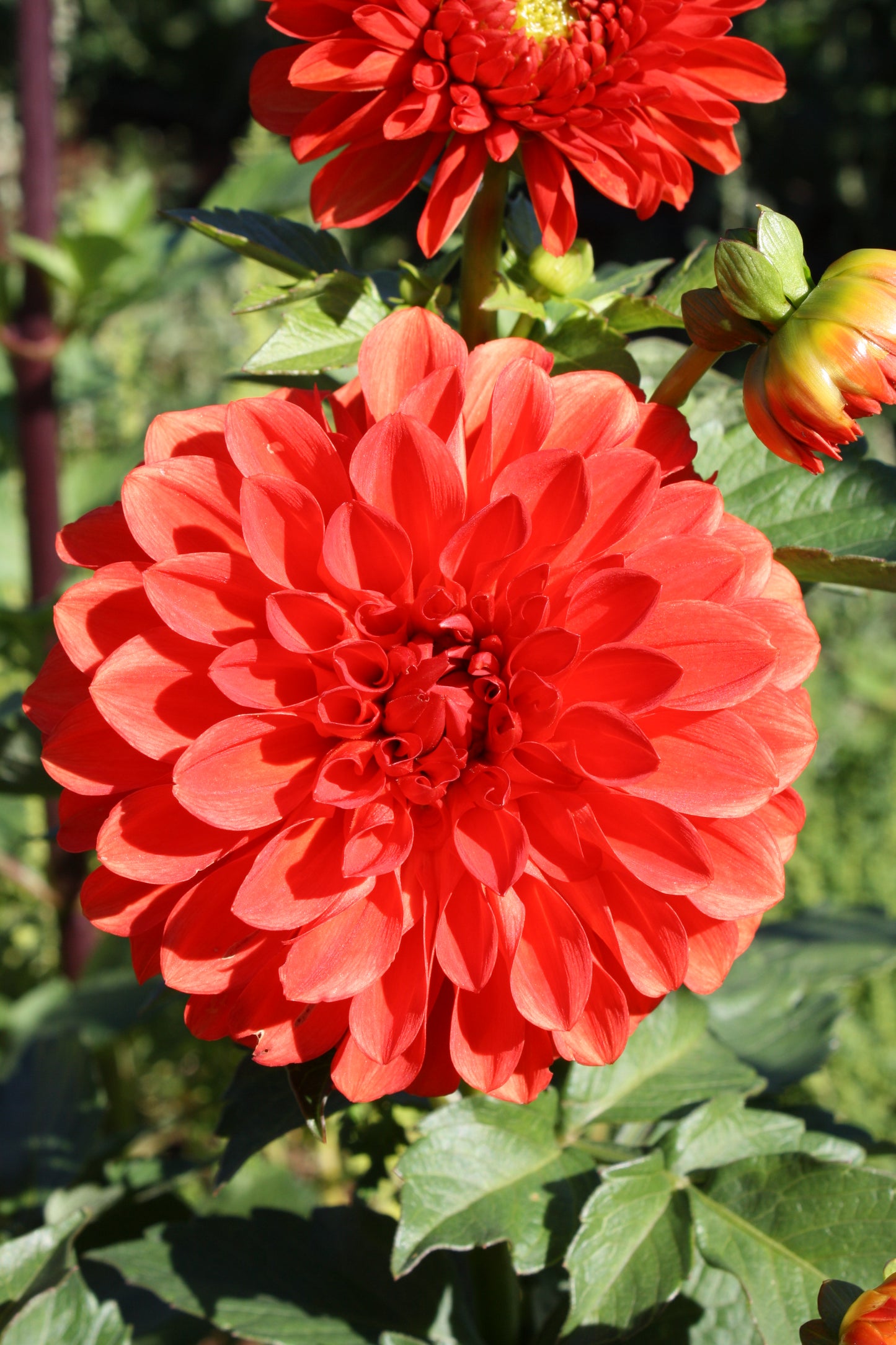 Lollipop Dahlia Tuber