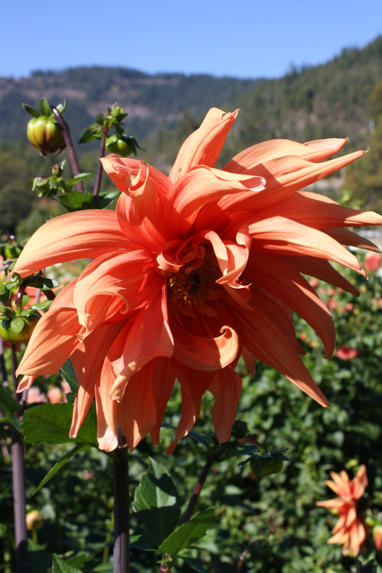 Color Spectacle Dahlia Tuber