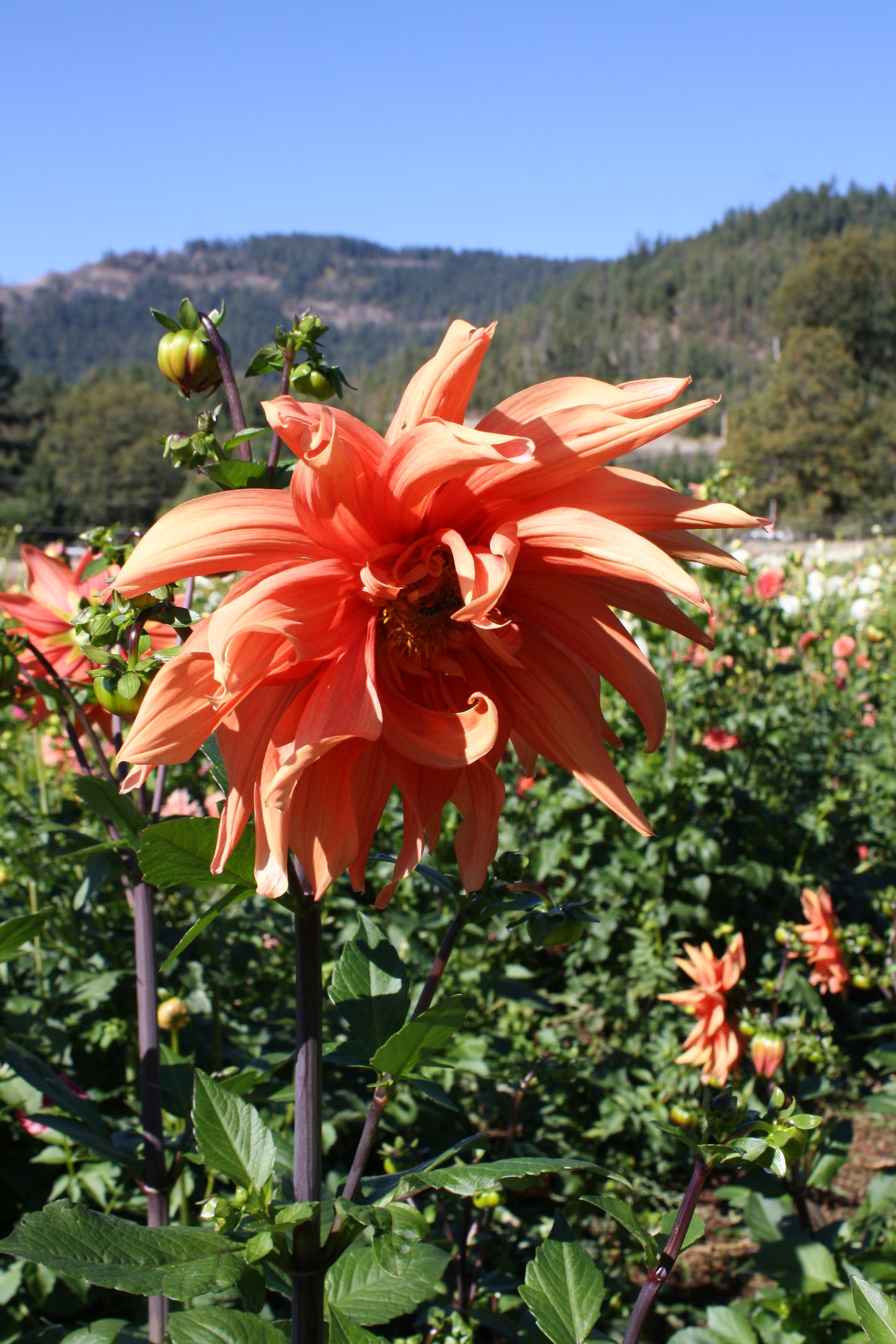 Color Spectacle Dahlia Tuber
