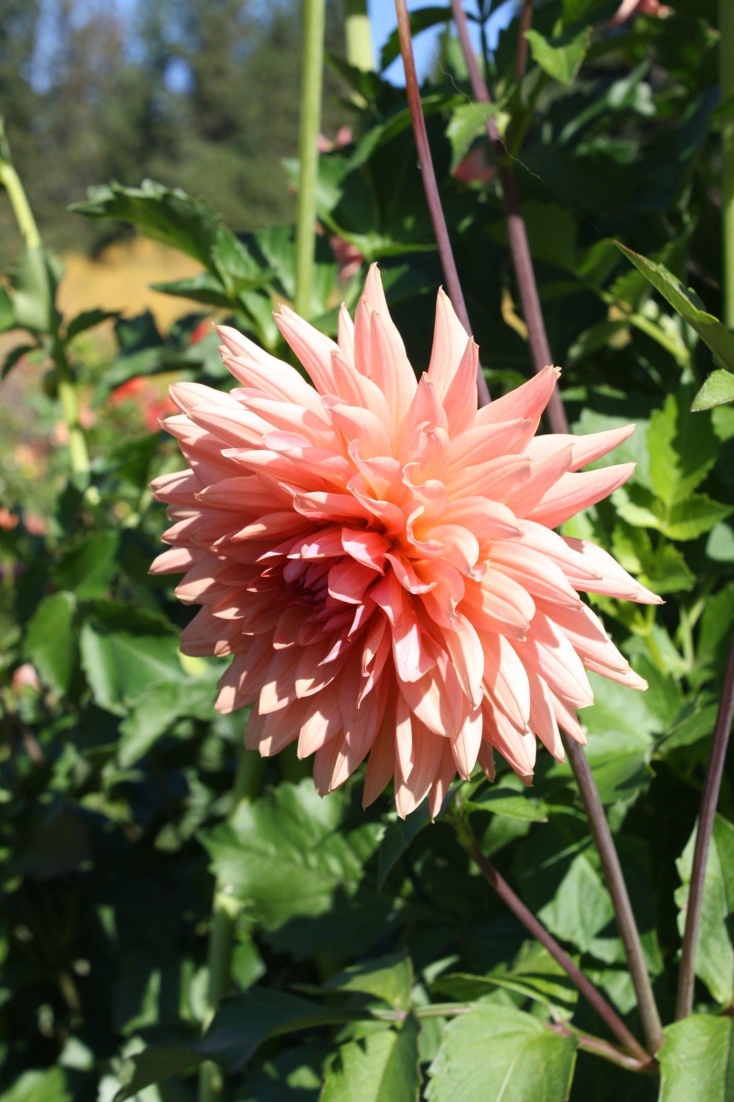 Preference Dahlia Tuber