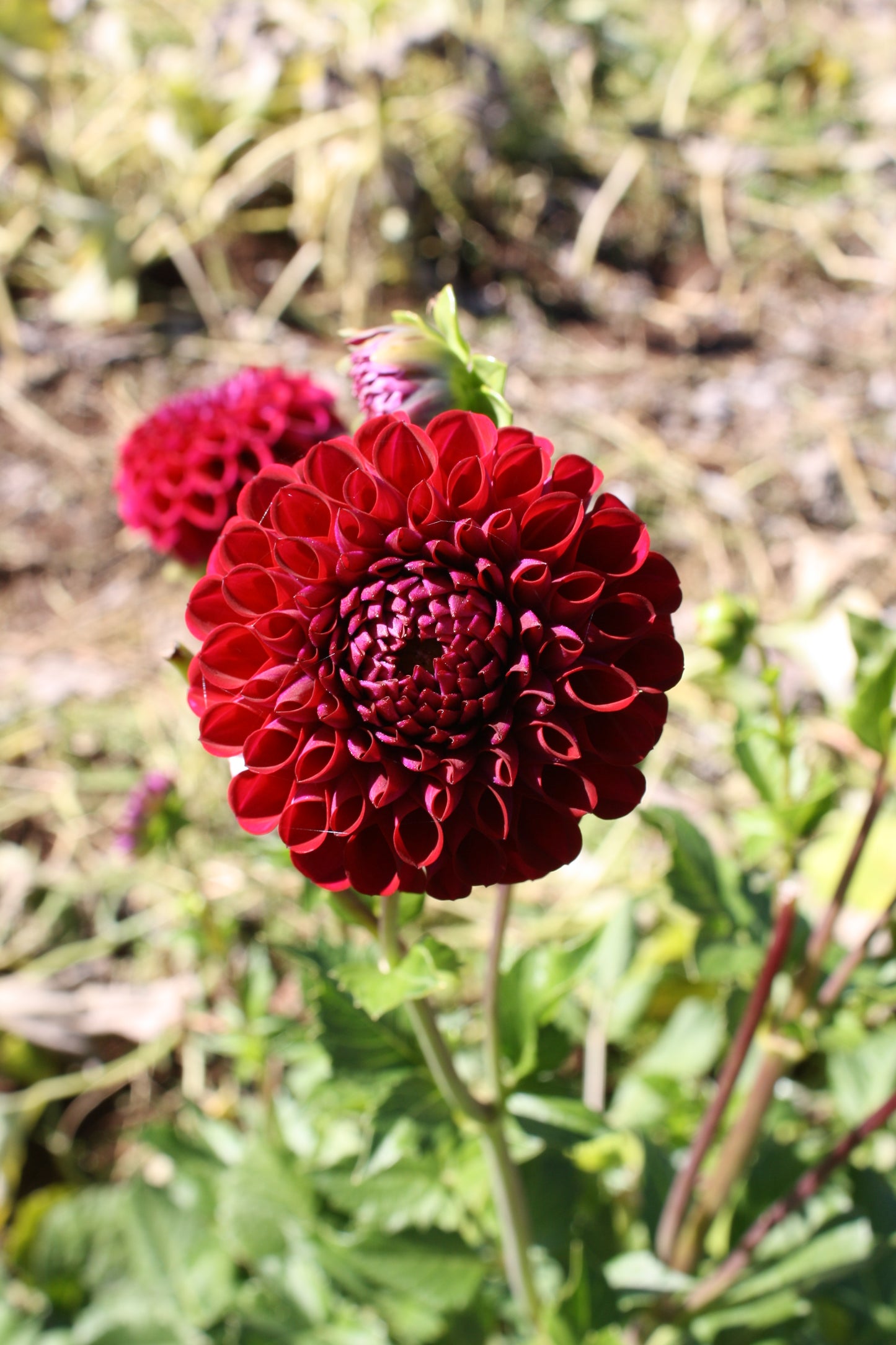 Ferncliff Concord Dahlia Tuber