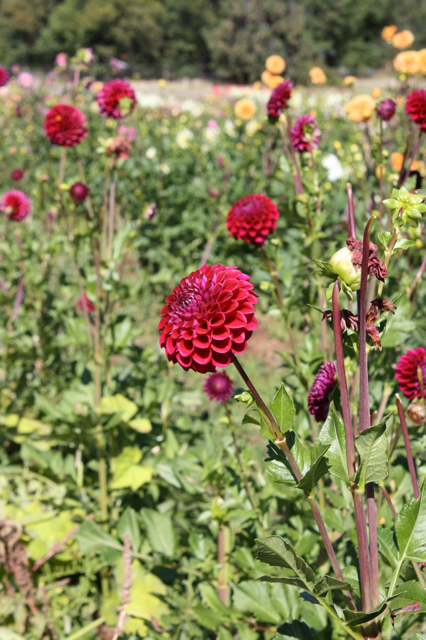 Ferncliff Concord Dahlia Tuber