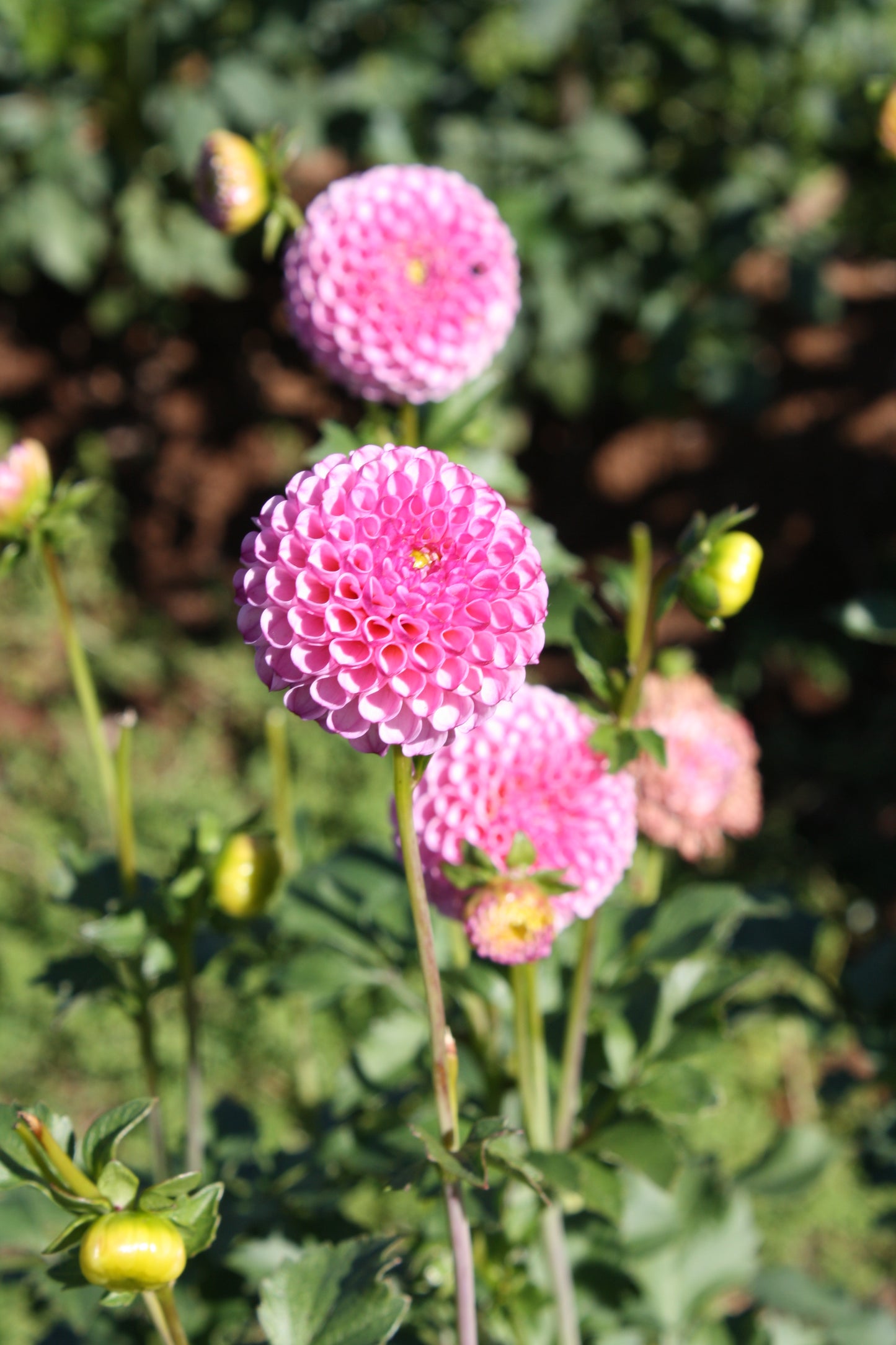 Zippity Do Da Dahlia Tuber