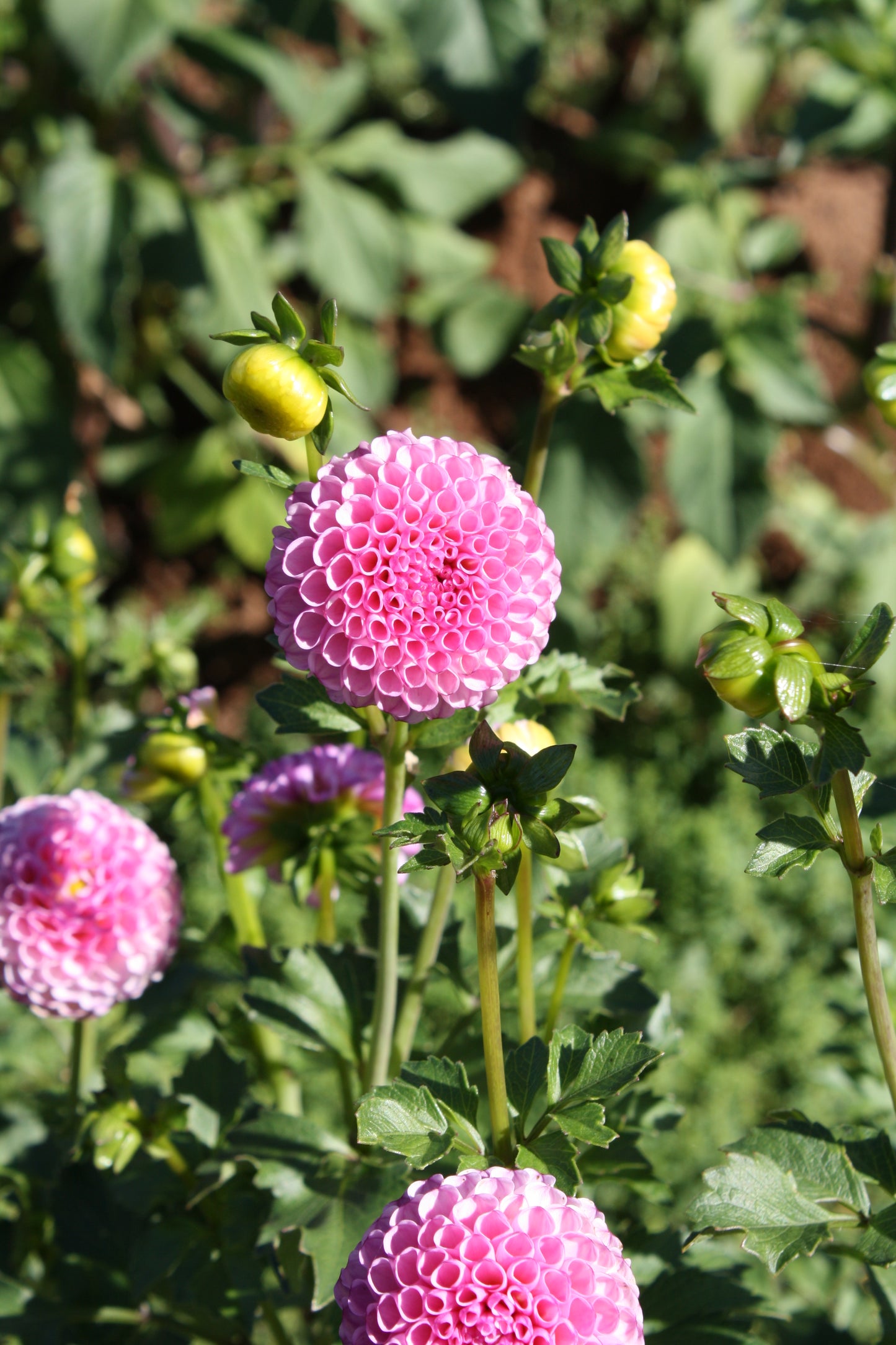 Zippity Do Da Dahlia Tuber