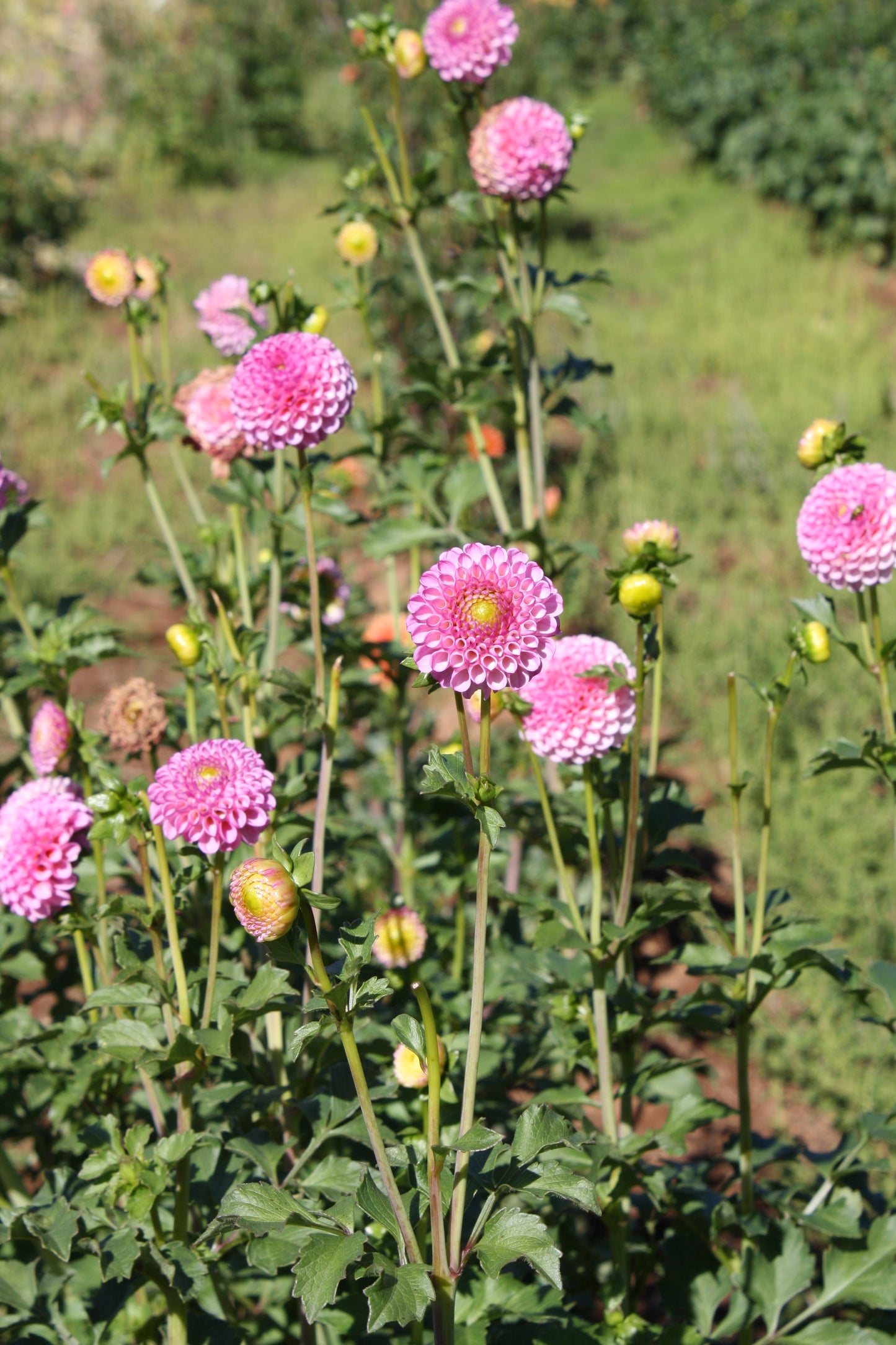Zippity Do Da Dahlia Tuber