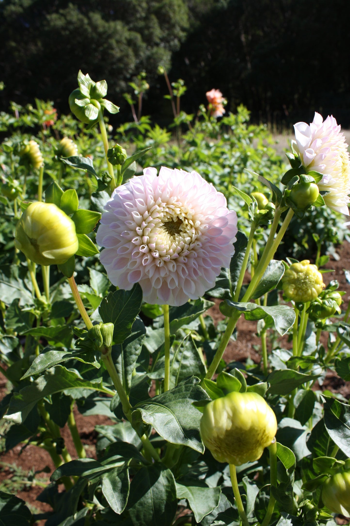 Daddy's Girl Dahlia Tuber
