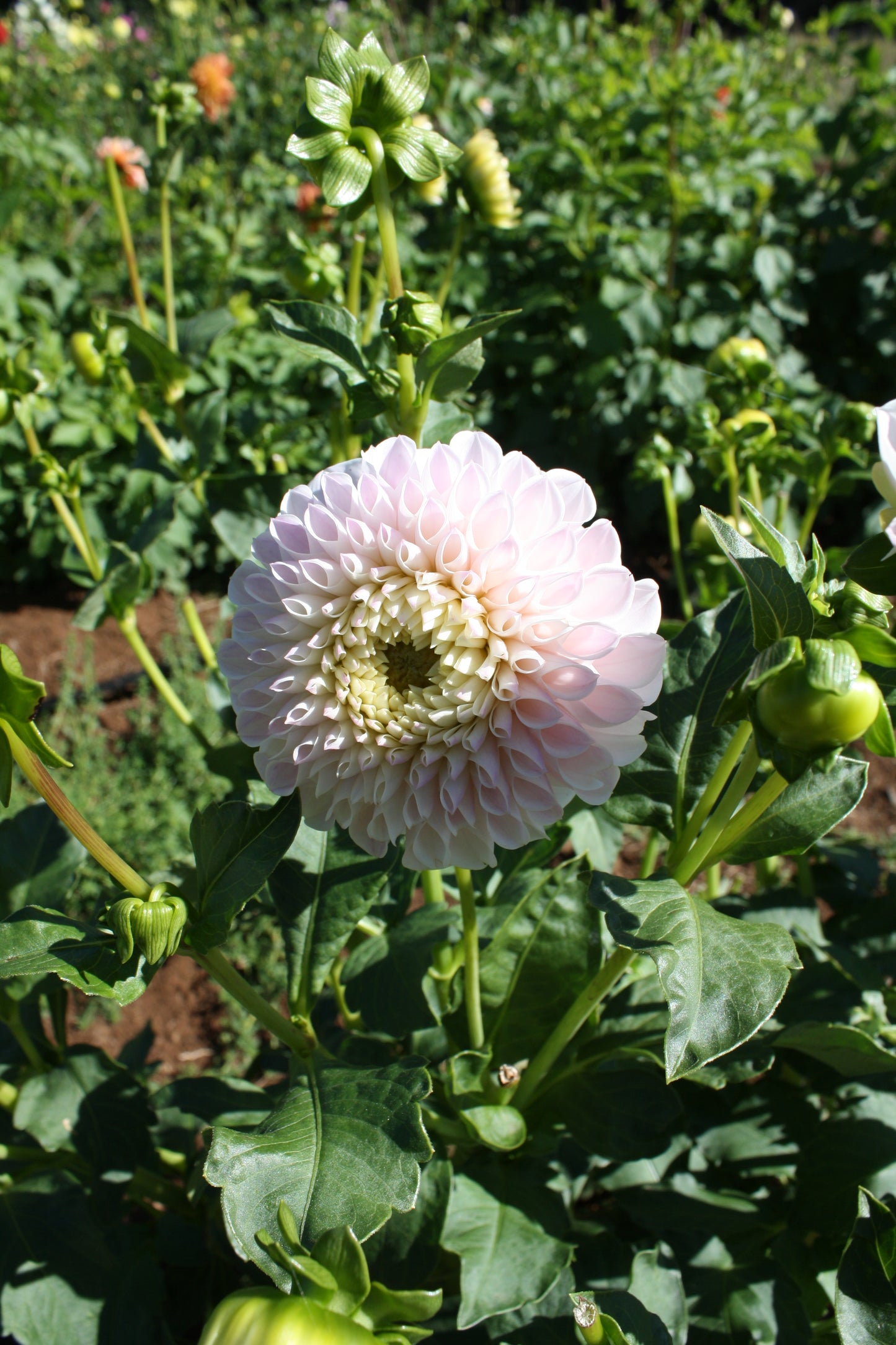 Daddy's Girl Dahlia Tuber