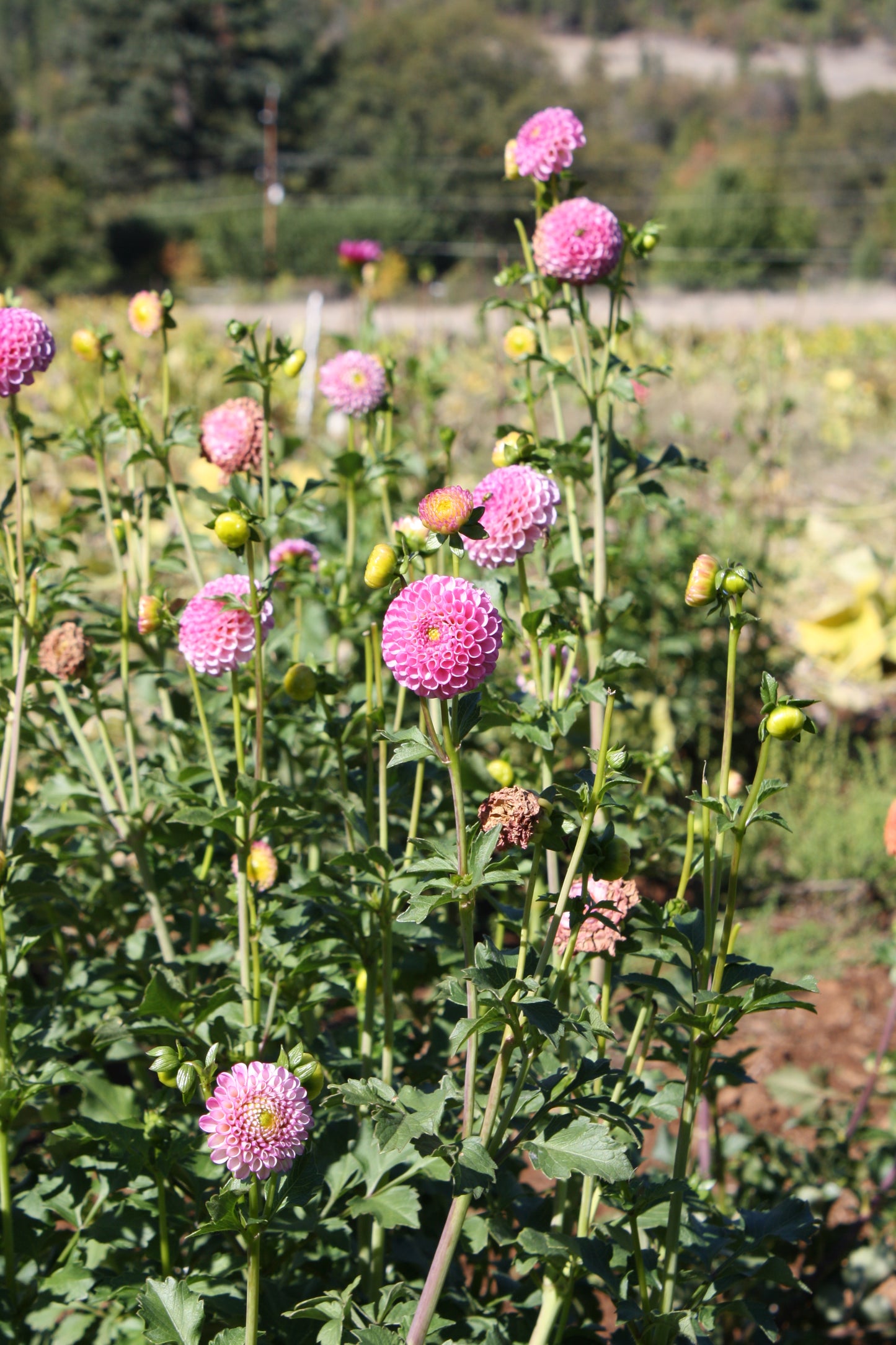 Zippity Do Da Dahlia Tuber