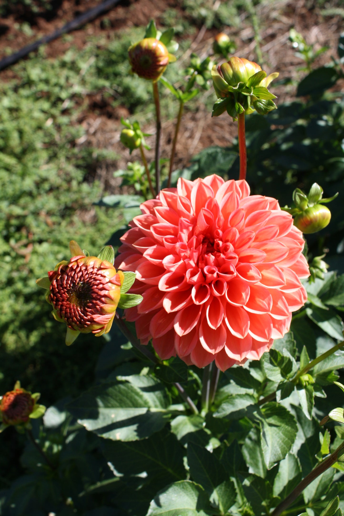 Tempest Dahlia Tuber