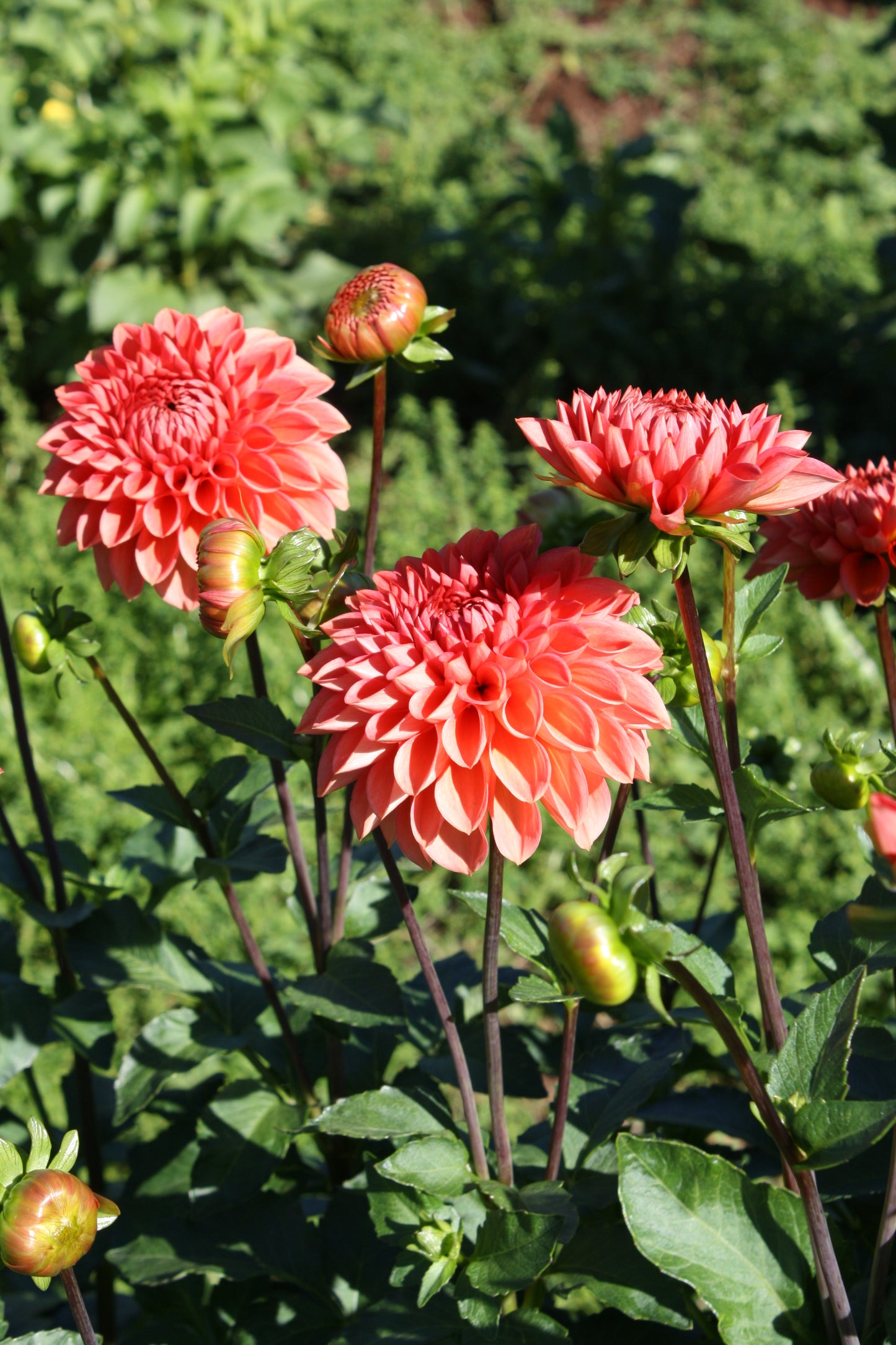 Tempest Dahlia Tuber