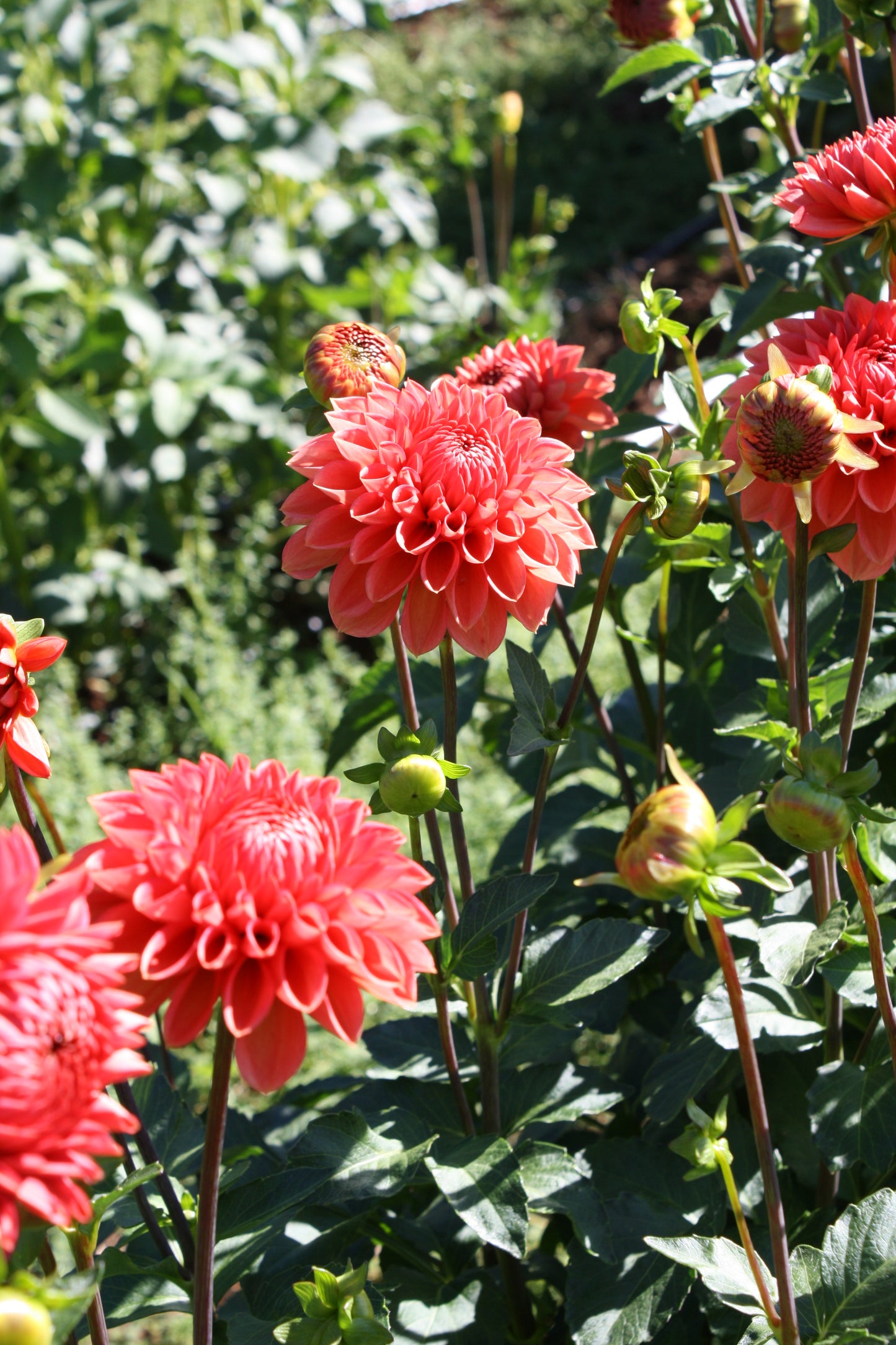 Tempest Dahlia Tuber