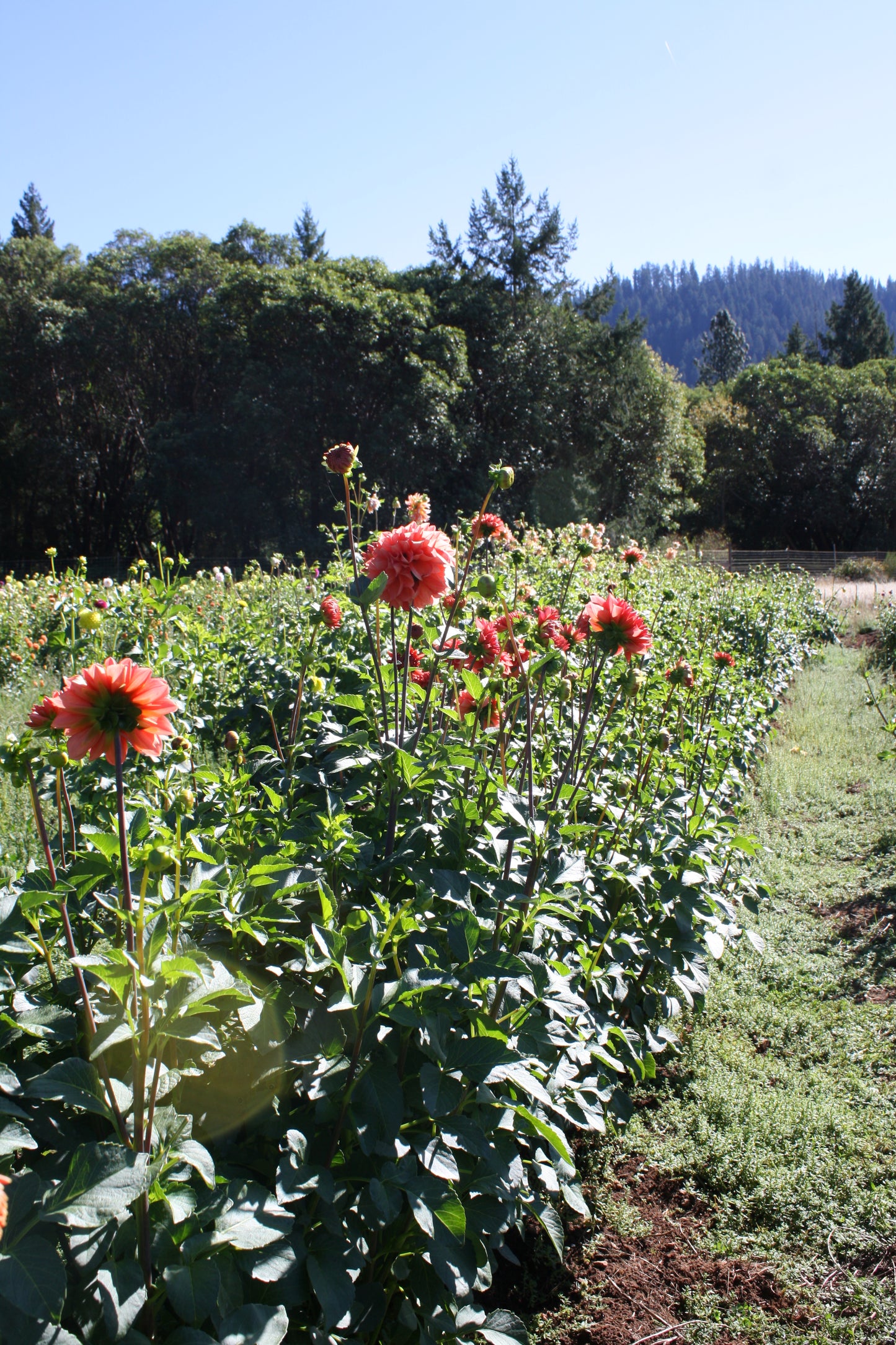 Tempest Dahlia Tuber