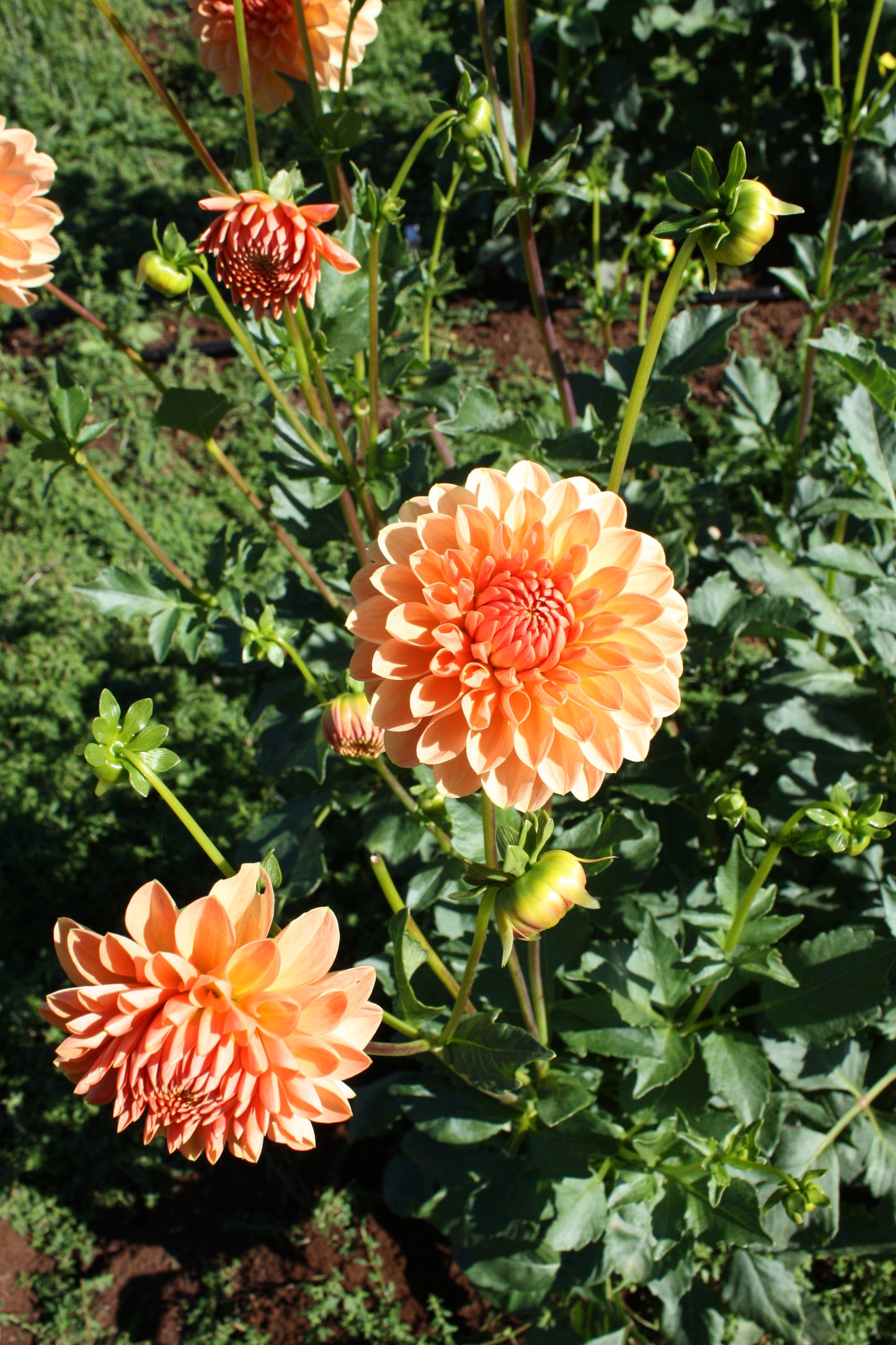 Lakeview Lucky Dahlia Tuber