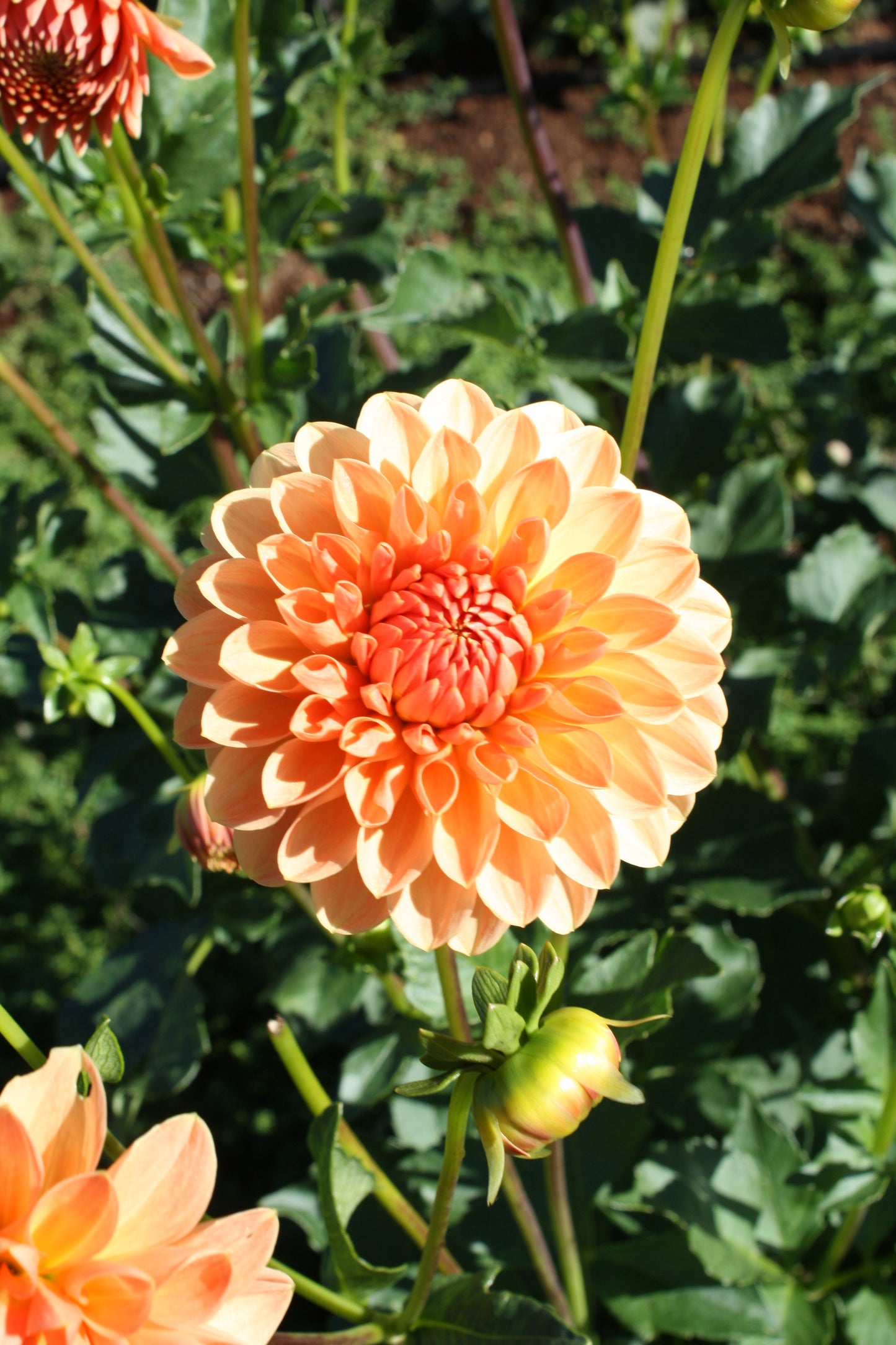 Lakeview Lucky Dahlia Tuber