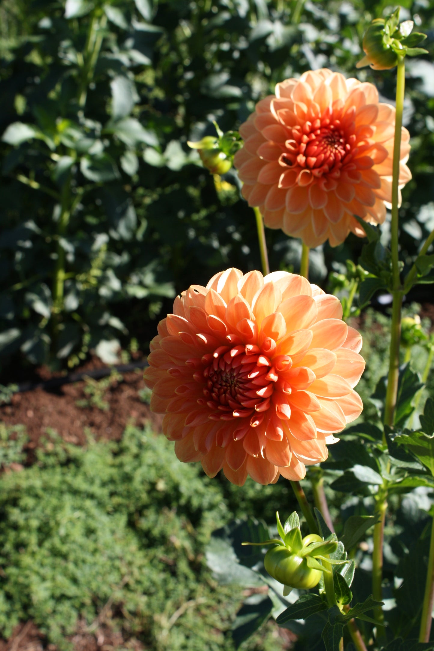 Lakeview Lucky Dahlia Tuber