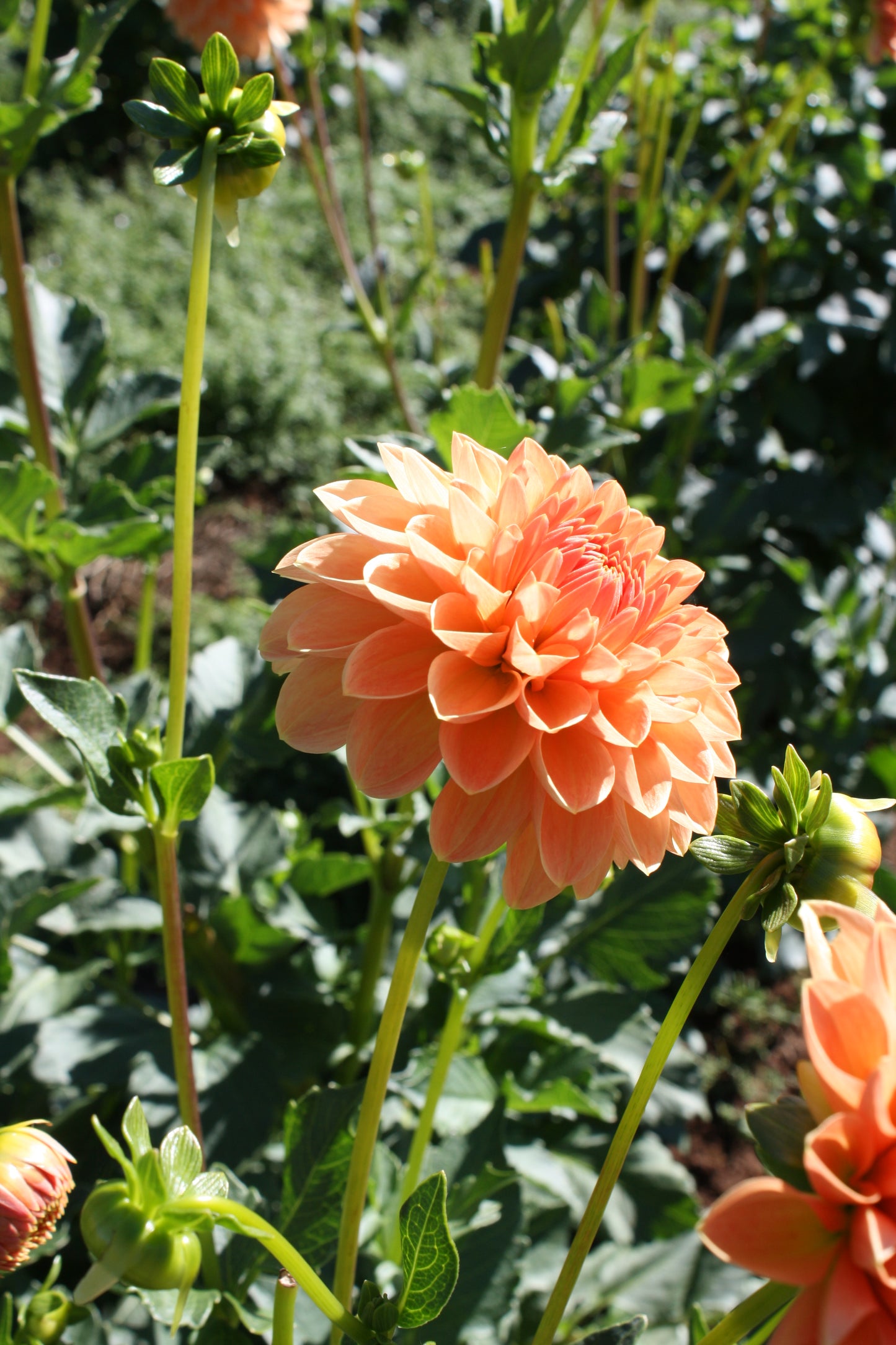 Lakeview Lucky Dahlia Tuber