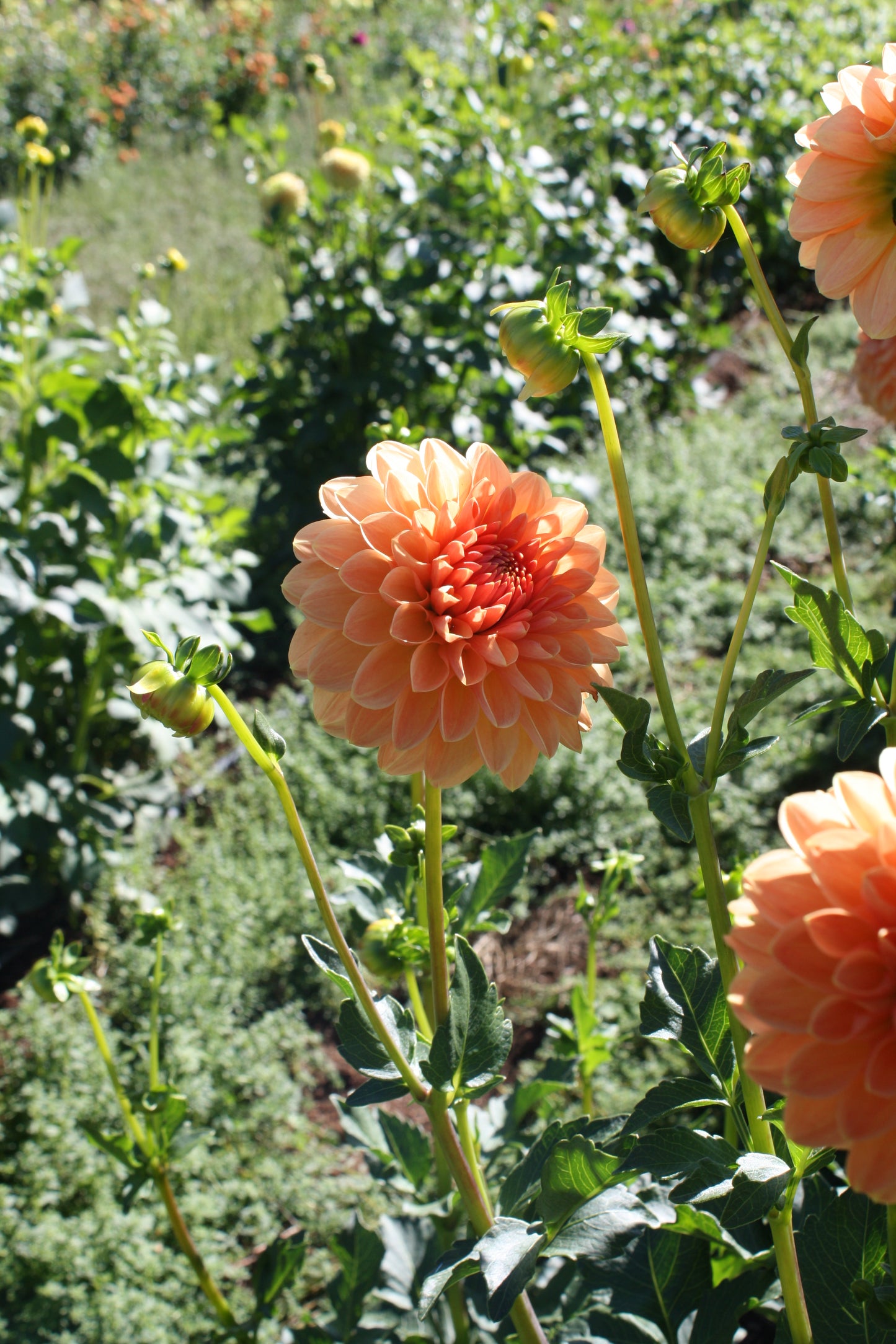Lakeview Lucky Dahlia Tuber