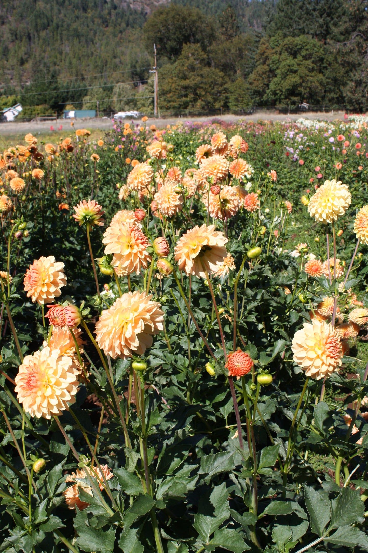 Lakeview Lucky Dahlia Tuber