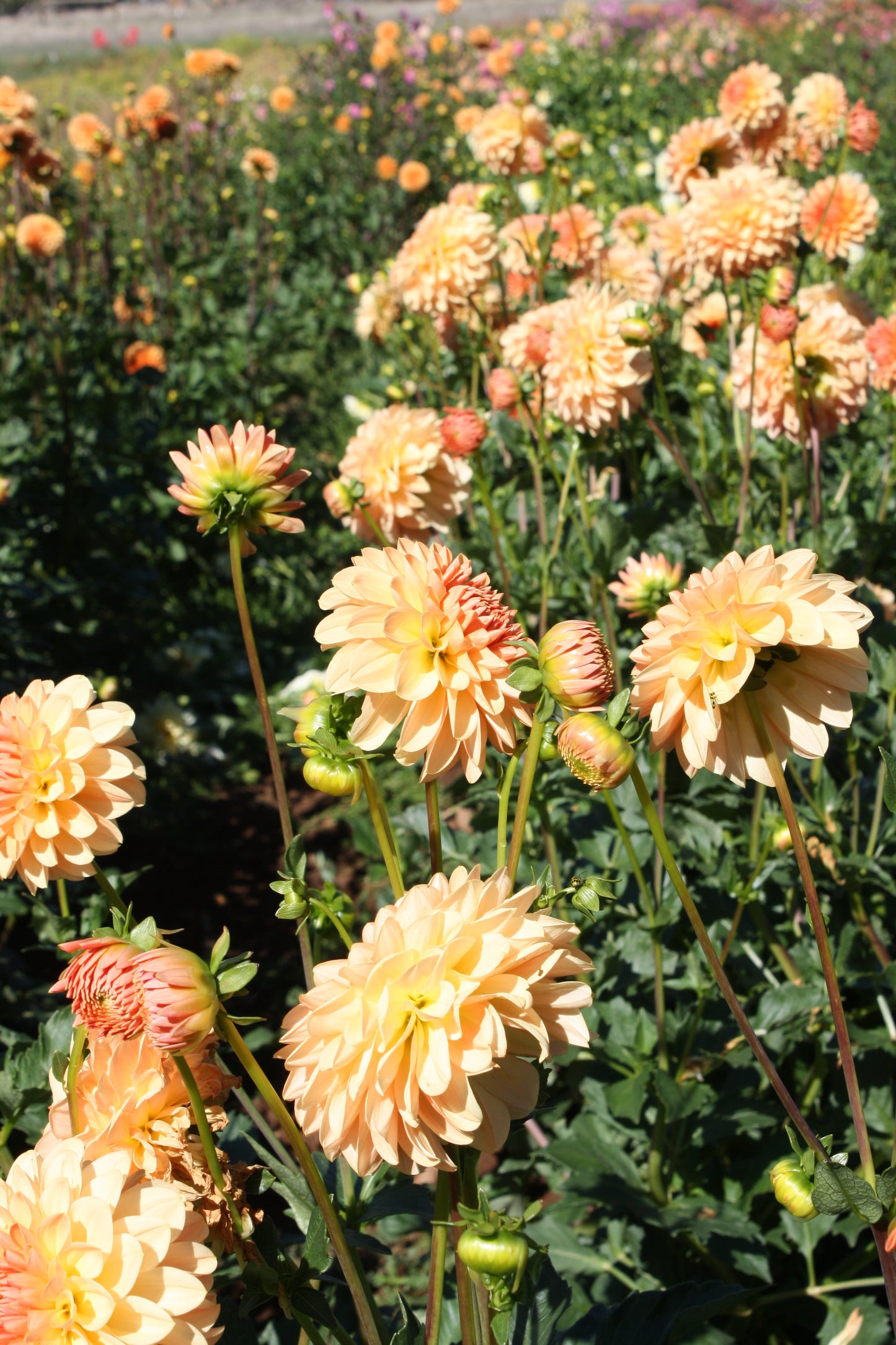 Lakeview Lucky Dahlia Tuber