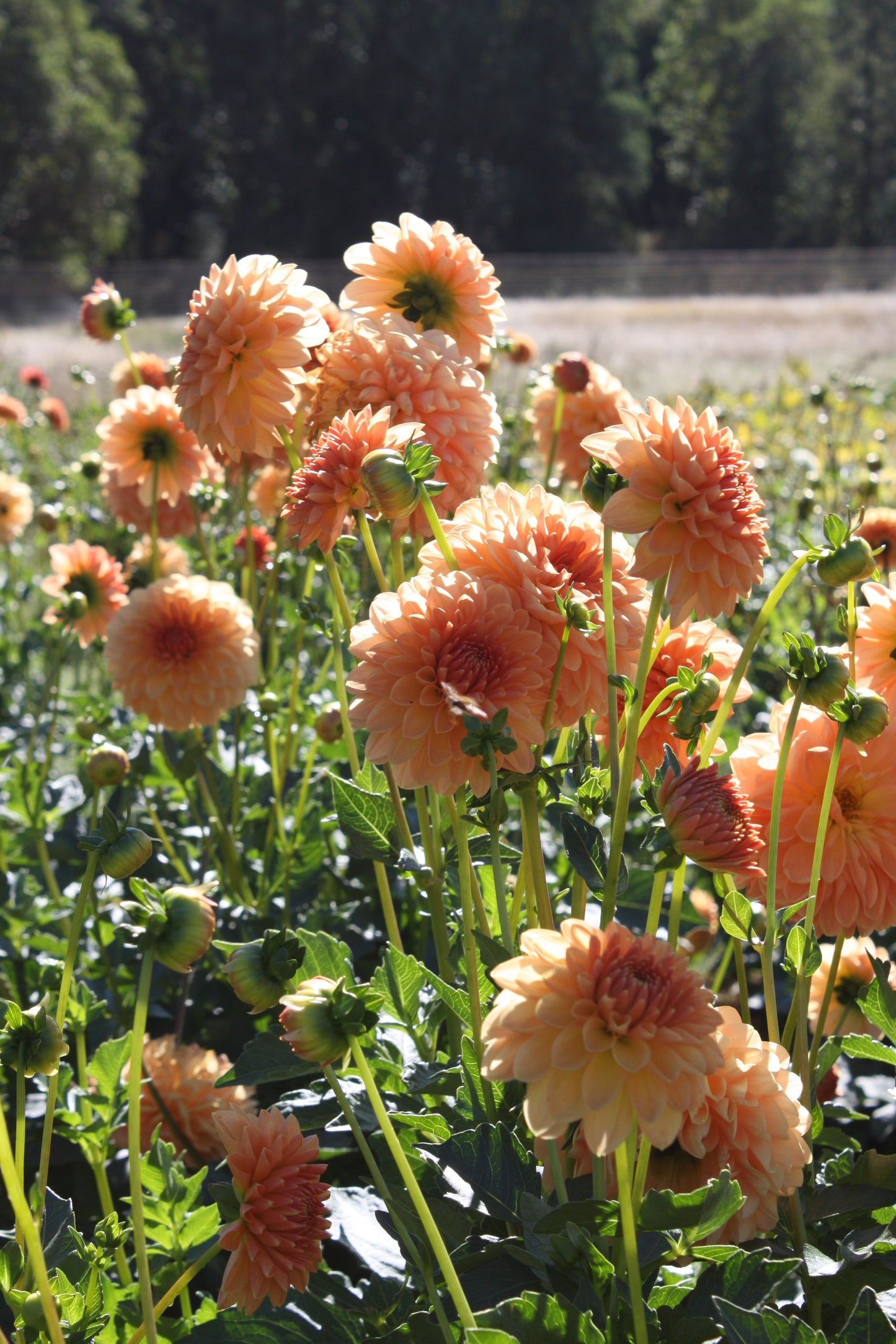 Lakeview Lucky Dahlia Tuber