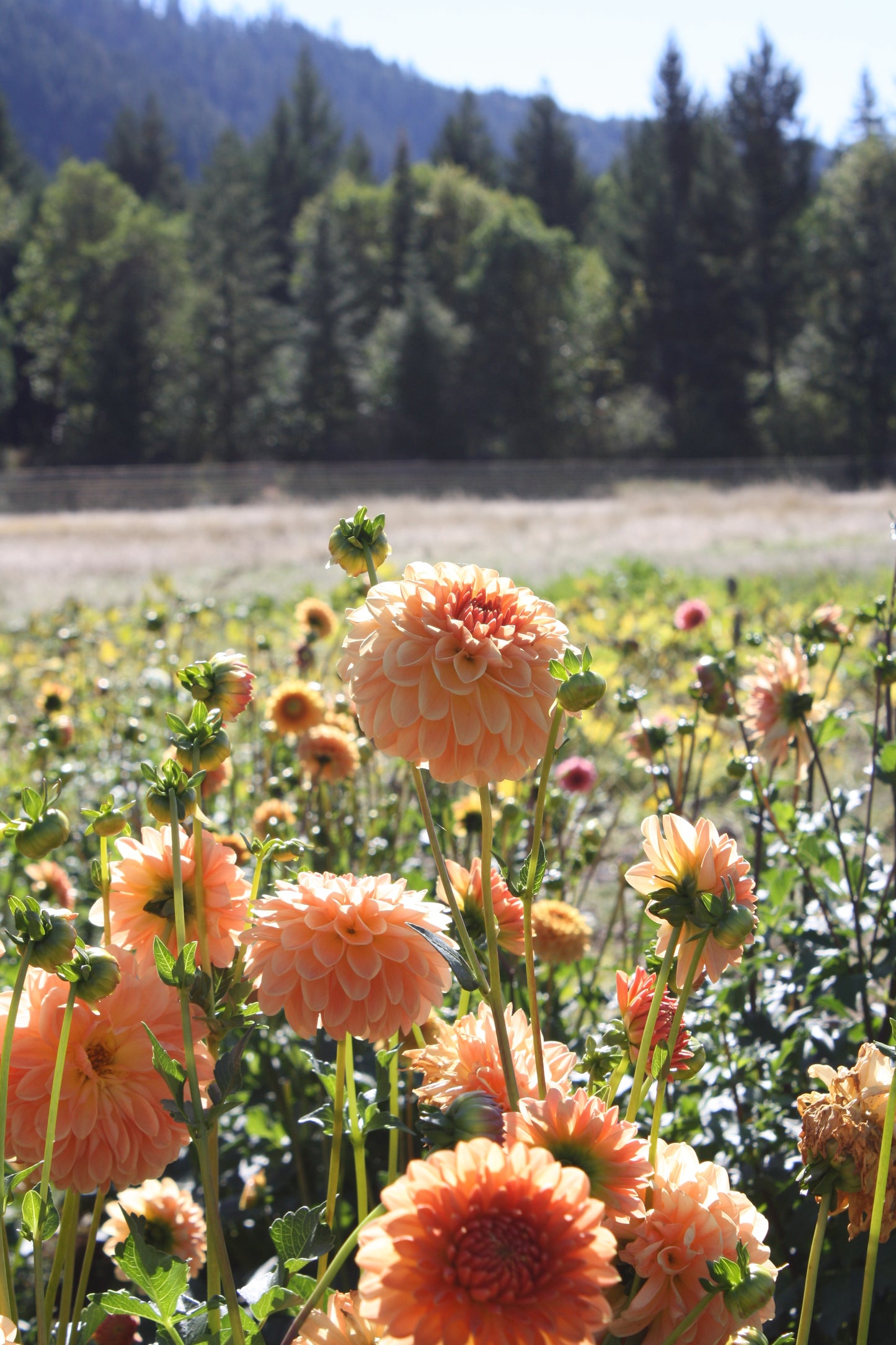 Lakeview Lucky Dahlia Tuber