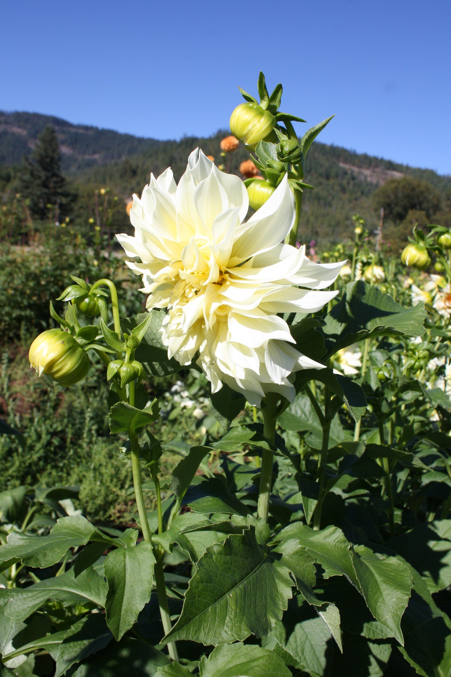 Cafe au Lait Supreme Dahlia Tuber
