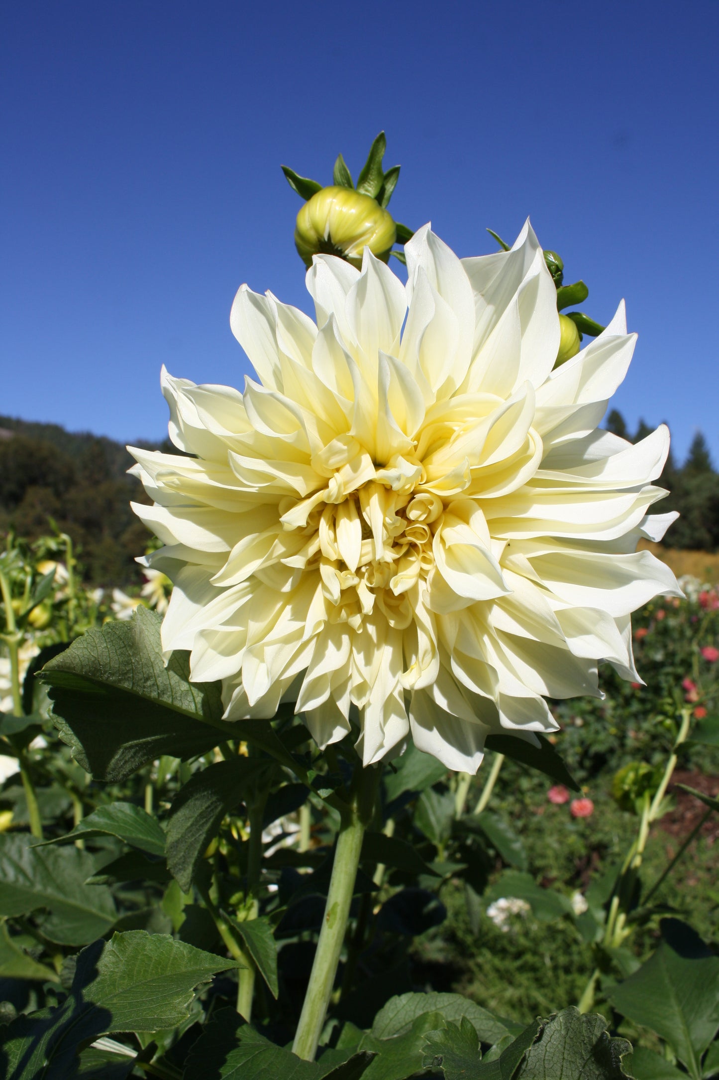 Cafe au Lait Supreme Dahlia Tuber