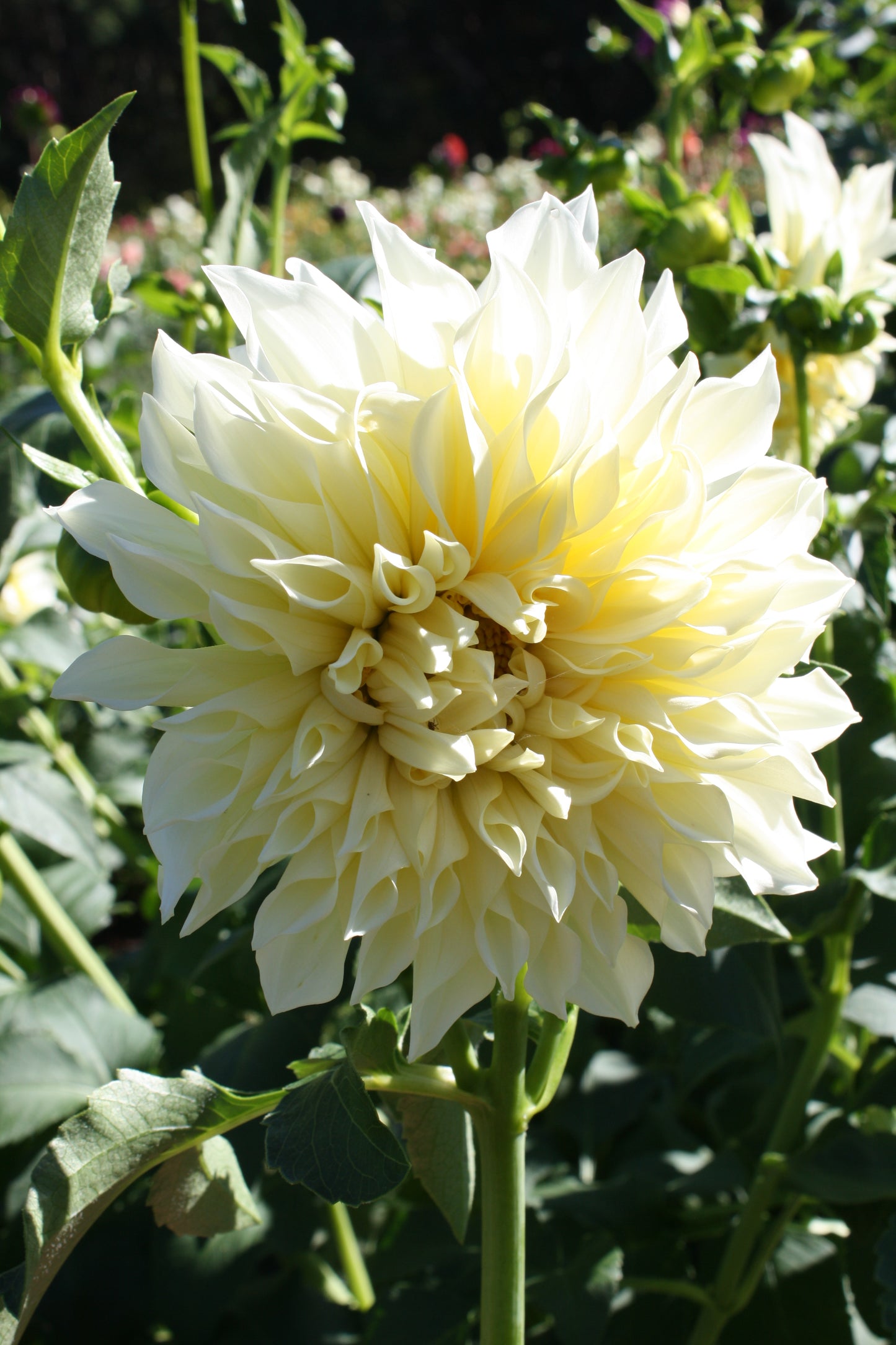 Cafe au Lait Supreme Dahlia Tuber