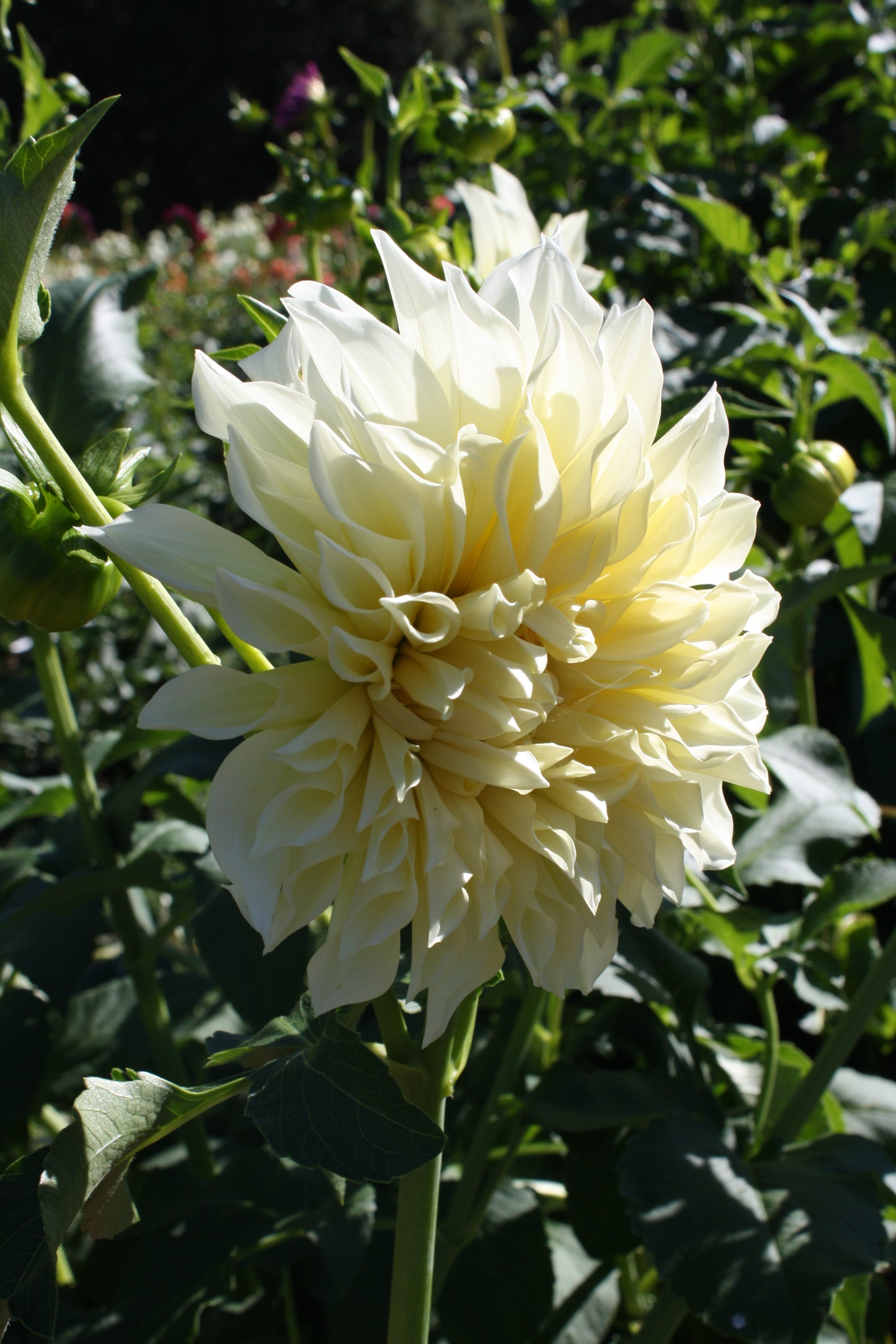 Cafe au Lait Supreme Dahlia Tuber