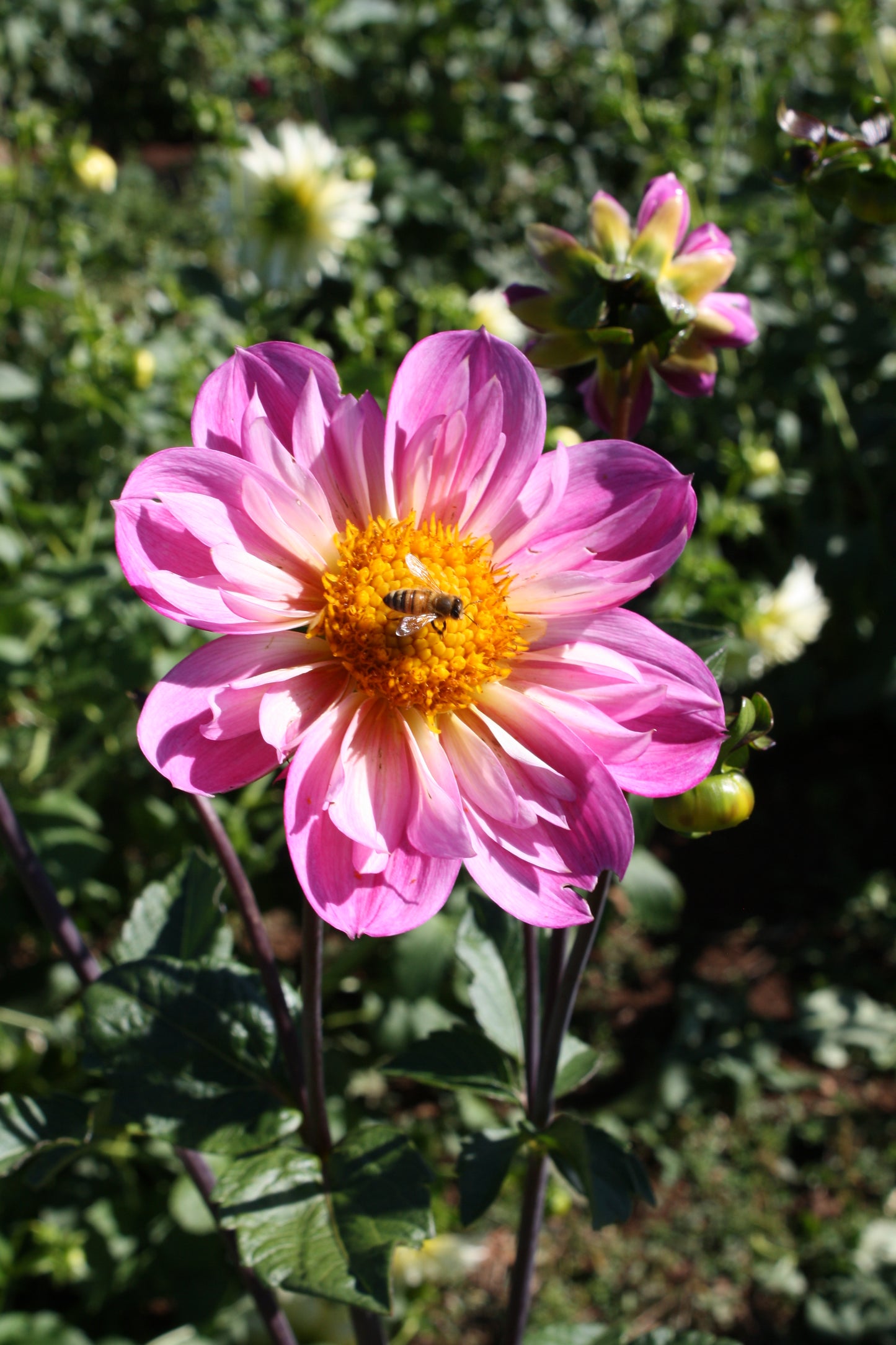 Bloomquist Arise Dahlia Tuber