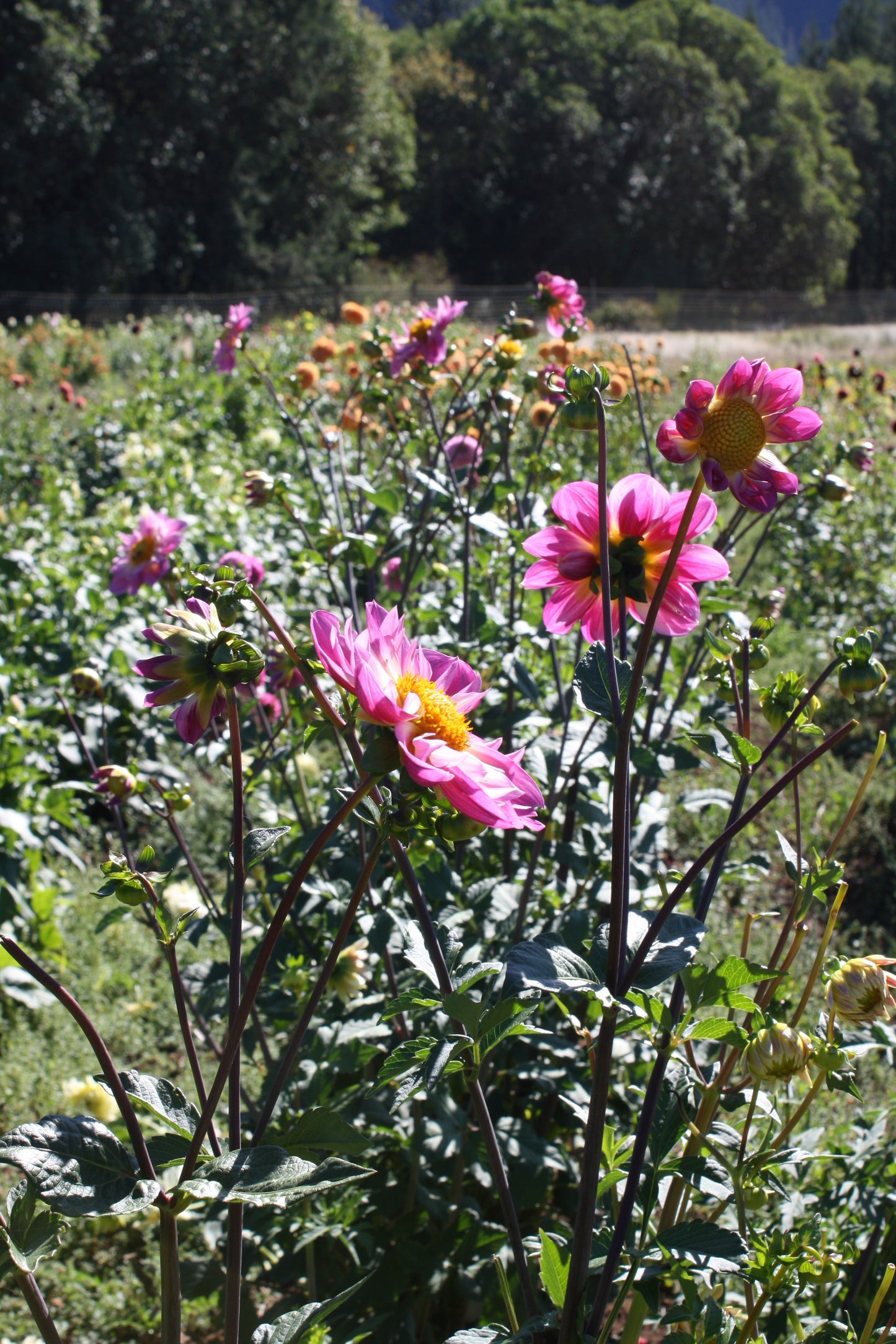 Bloomquist Arise Dahlia Tuber