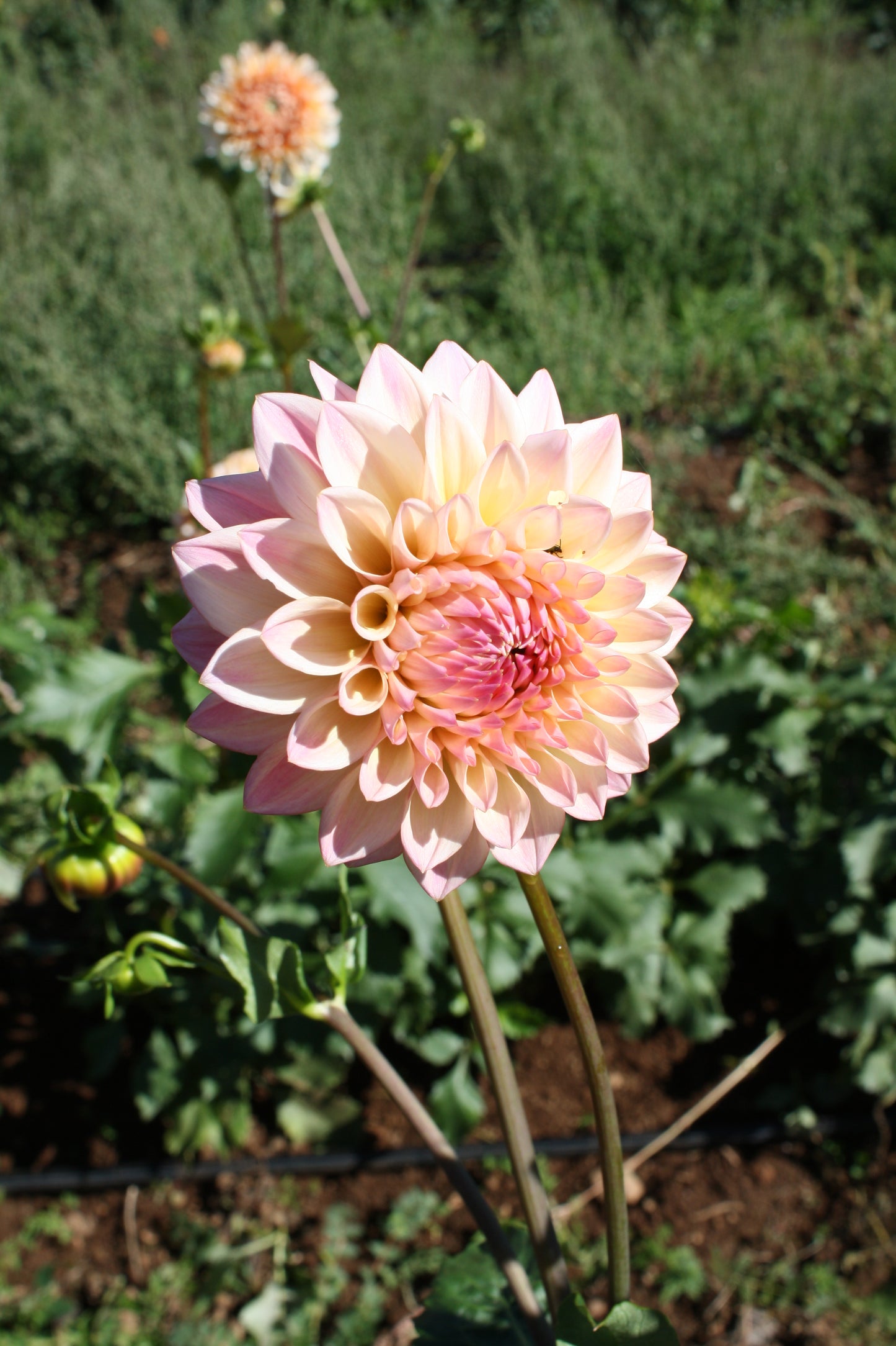 Castle Drive Dahlia Tuber