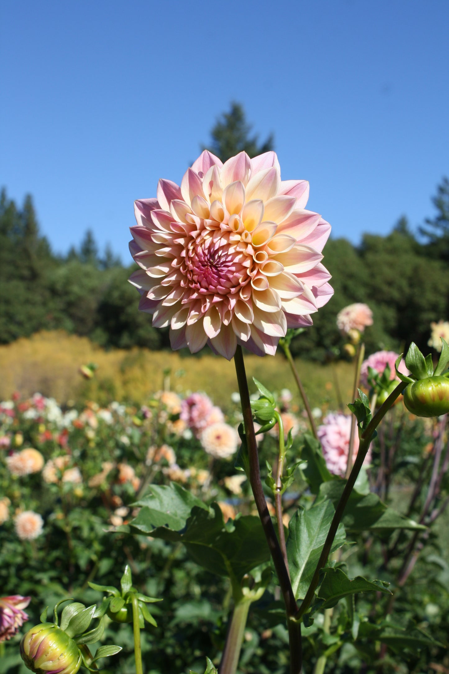 Castle Drive Dahlia Tuber