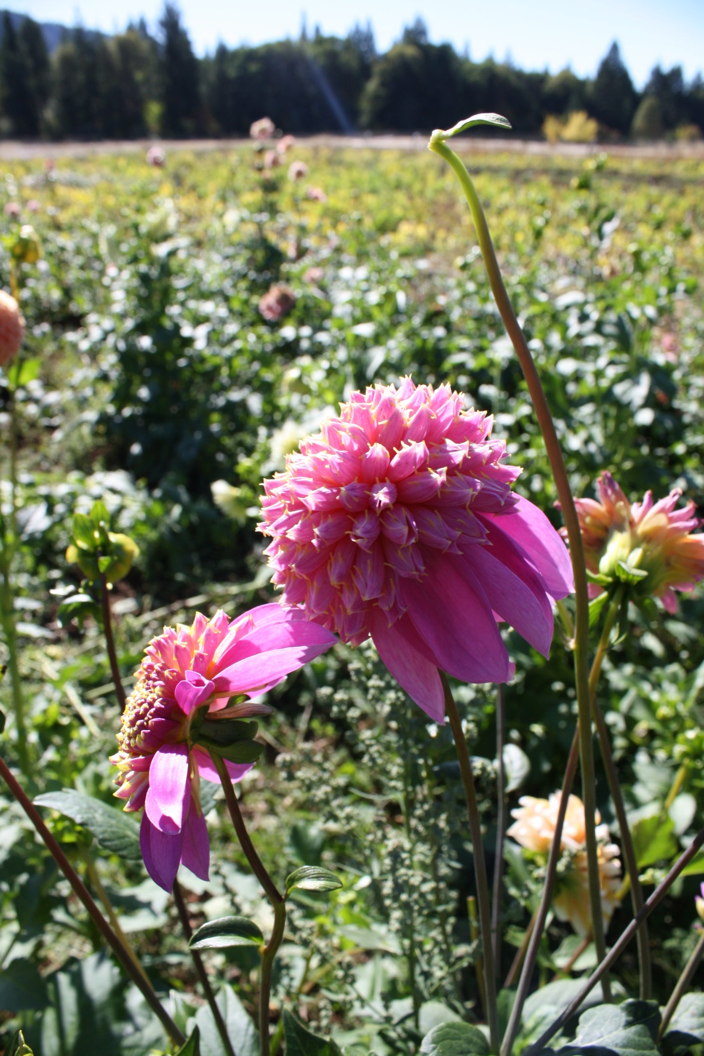 Bloomquist Ginnie Dahlia Tuber