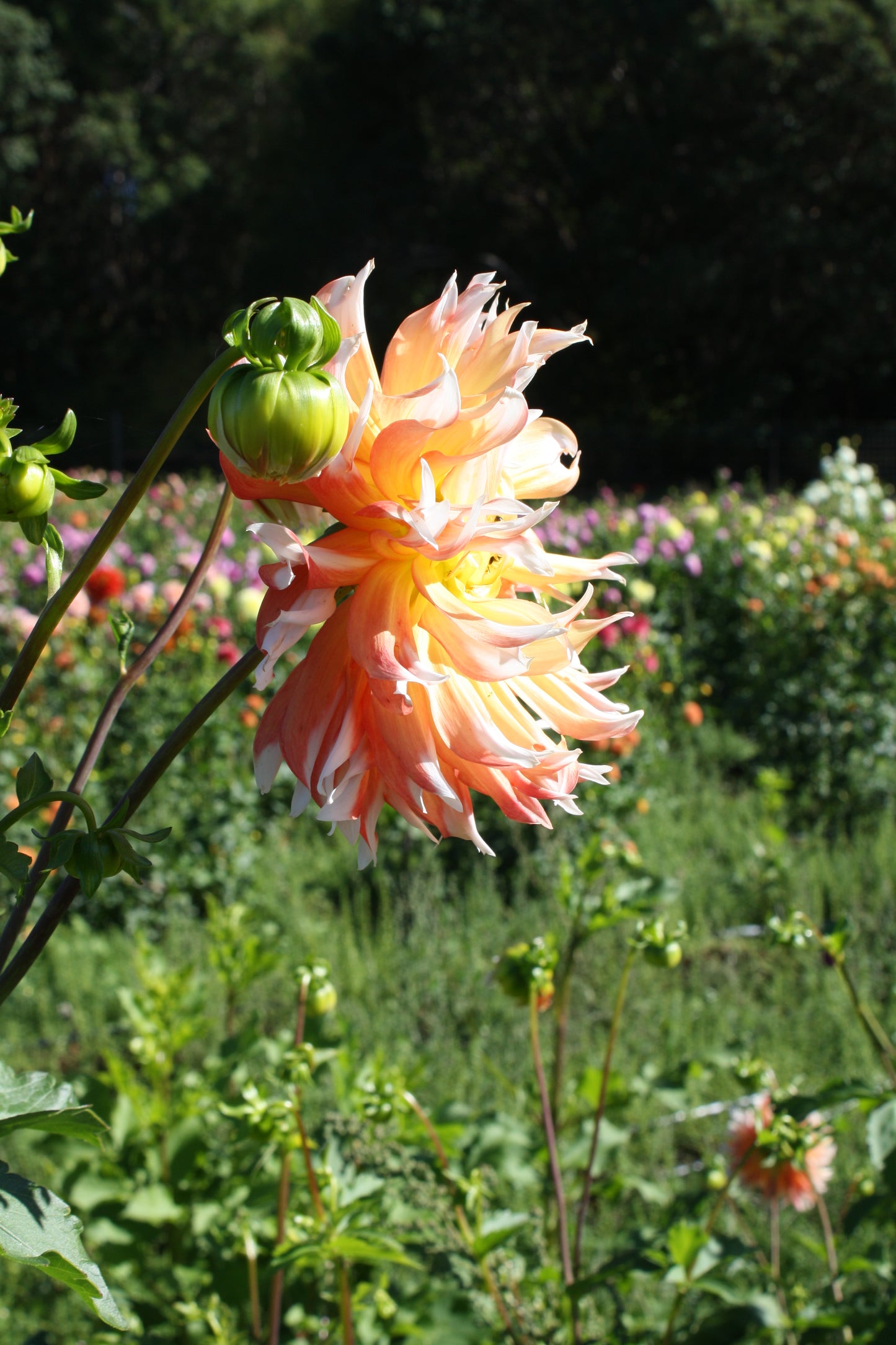 Bloomquist Amazing Dahlia Tuber