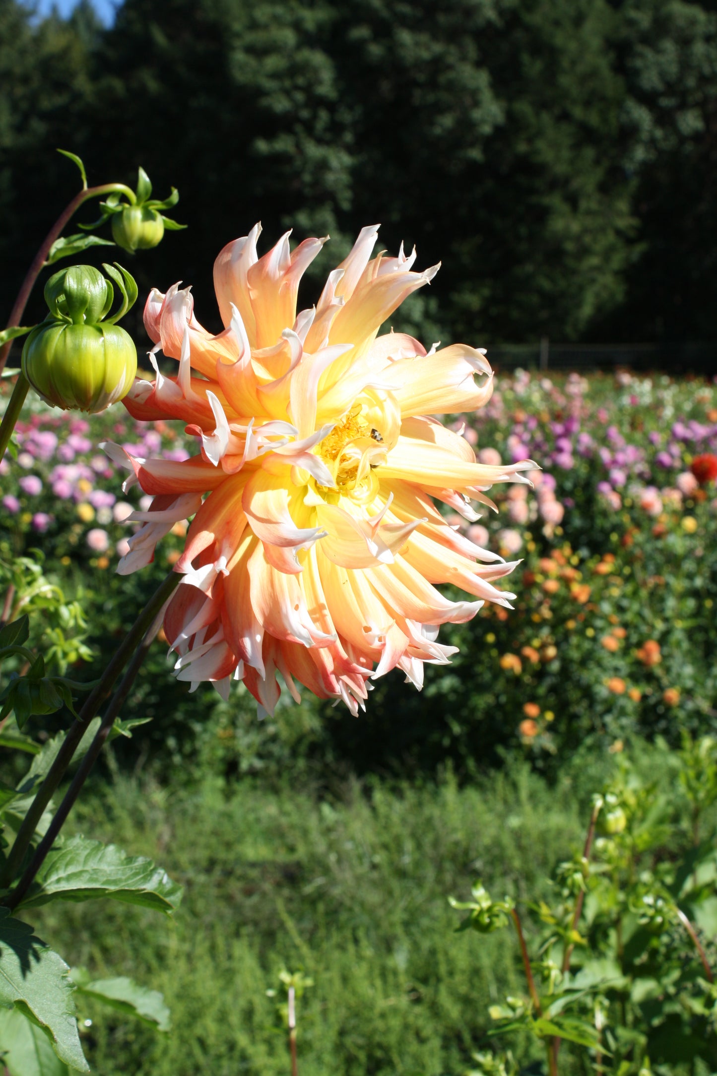 Bloomquist Amazing Dahlia Tuber