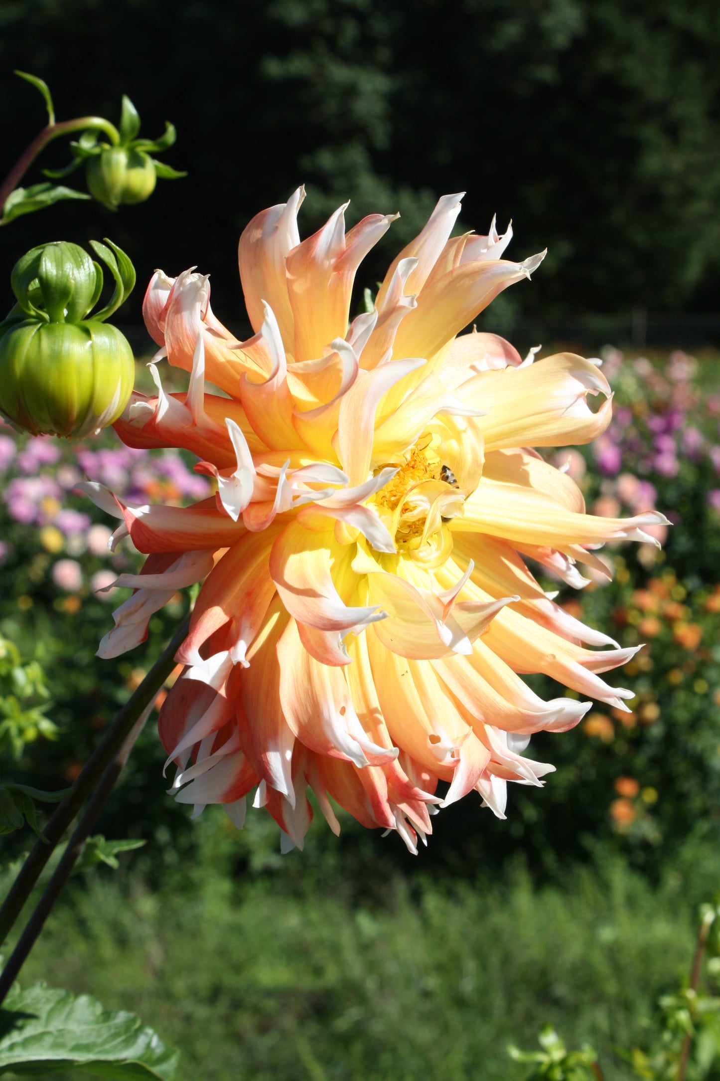 Bloomquist Amazing Dahlia Tuber