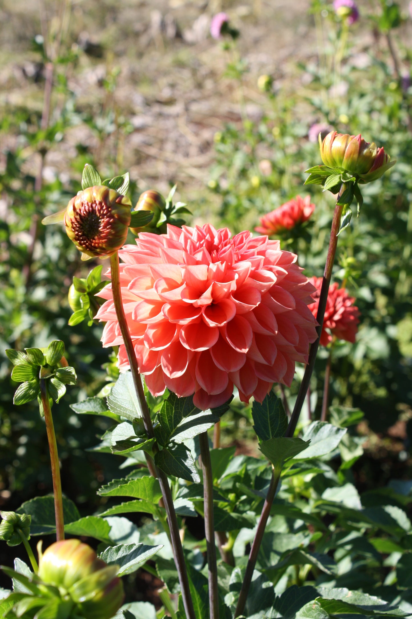 Tempest Dahlia Tuber