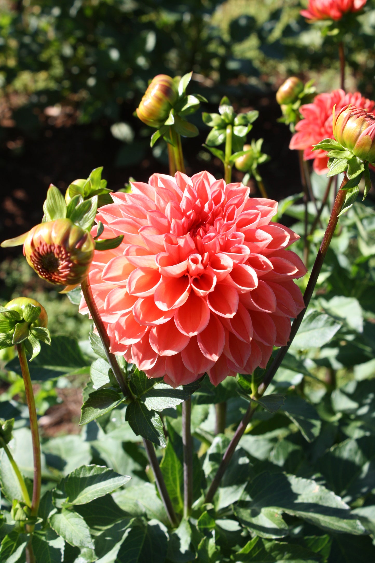 Tempest Dahlia Tuber