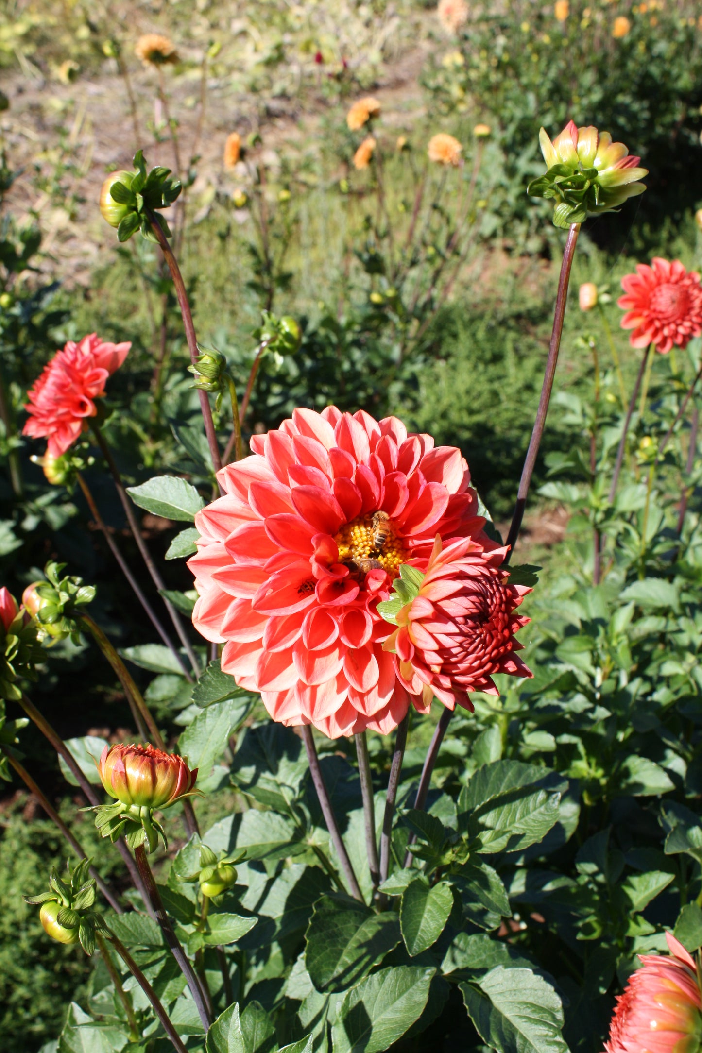 Tempest Dahlia Tuber
