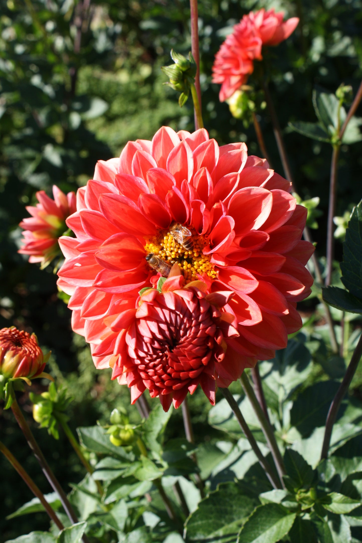 Tempest Dahlia Tuber