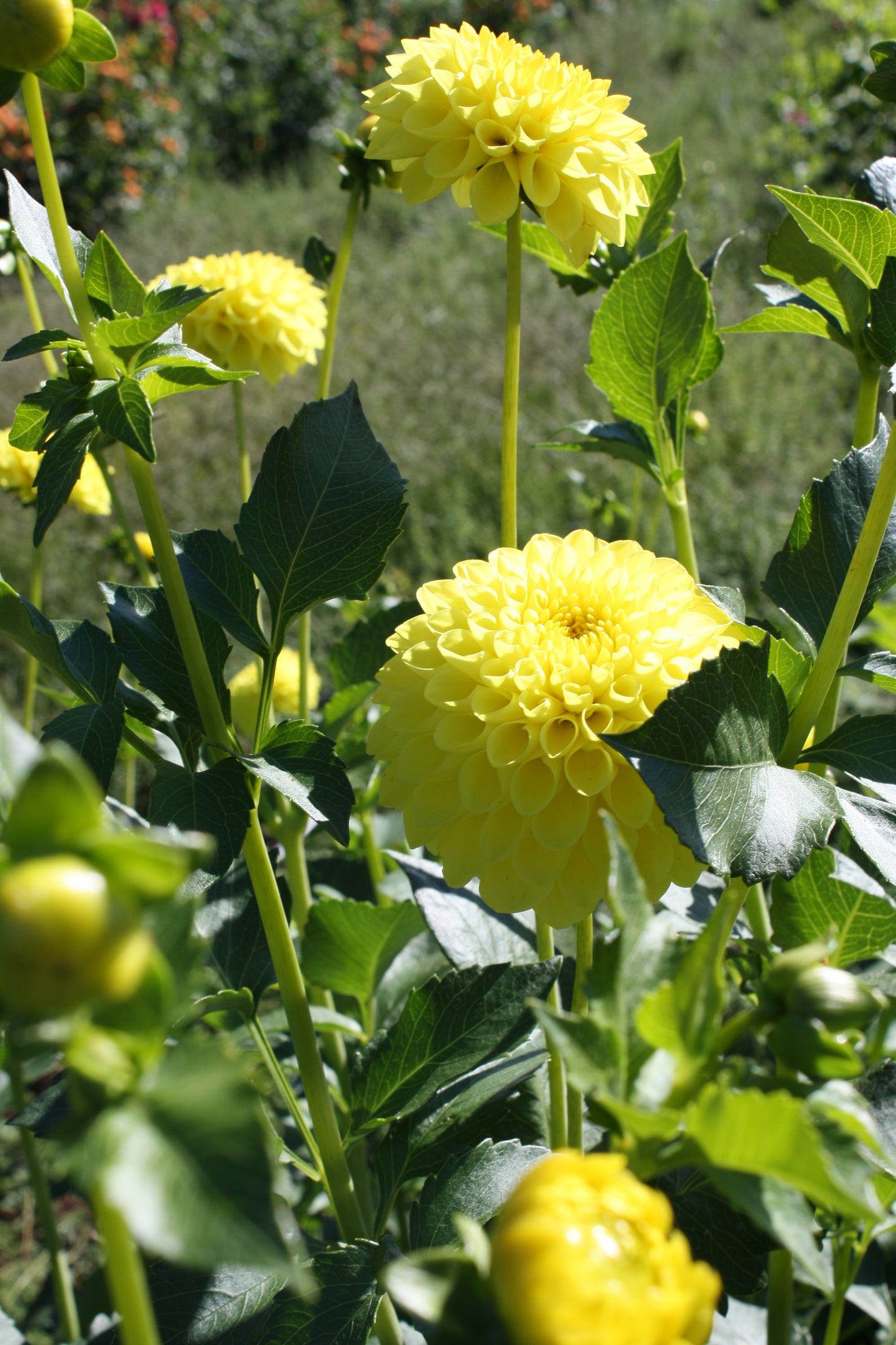 Bloomquist Sandy Dahlia Tuber