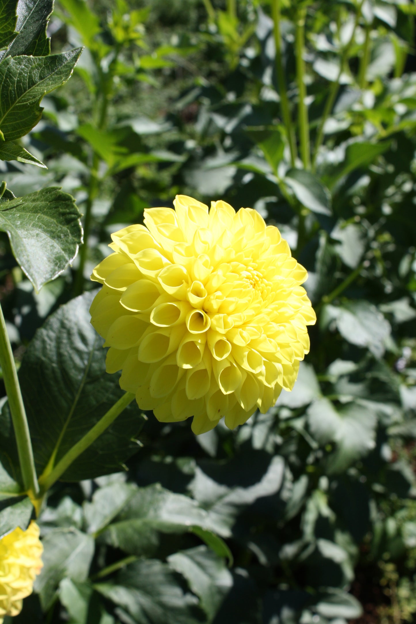 Bloomquist Sandy Dahlia Tuber