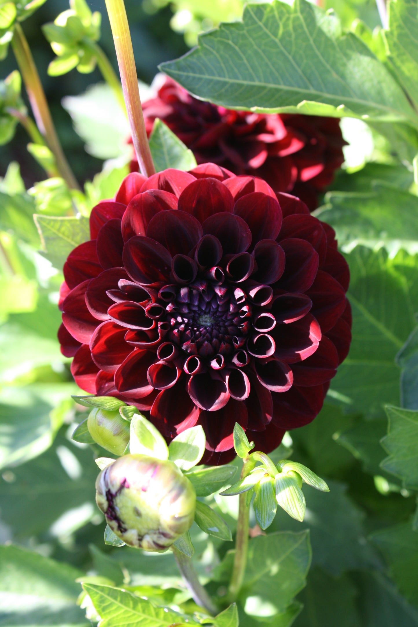 Bloomquist Port Dahlia Tuber