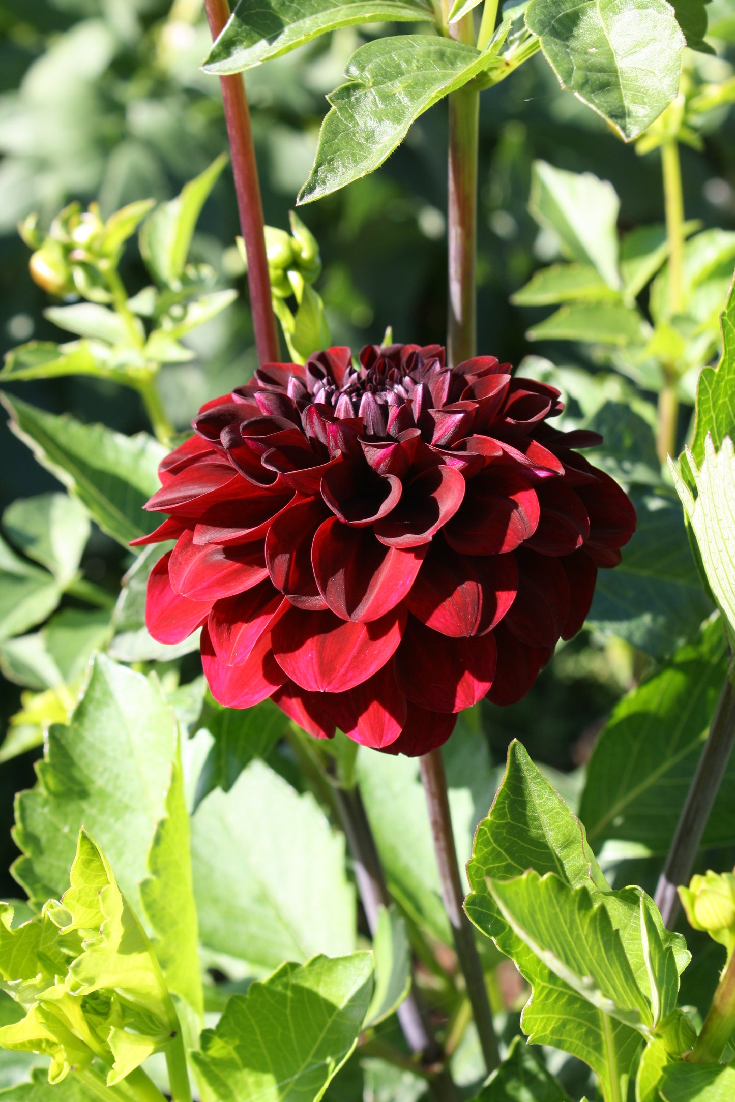 Bloomquist Port Dahlia Tuber