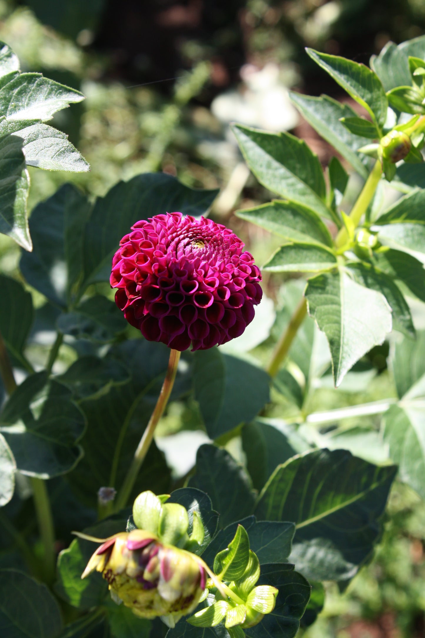 Rocco Dahlia Tuber