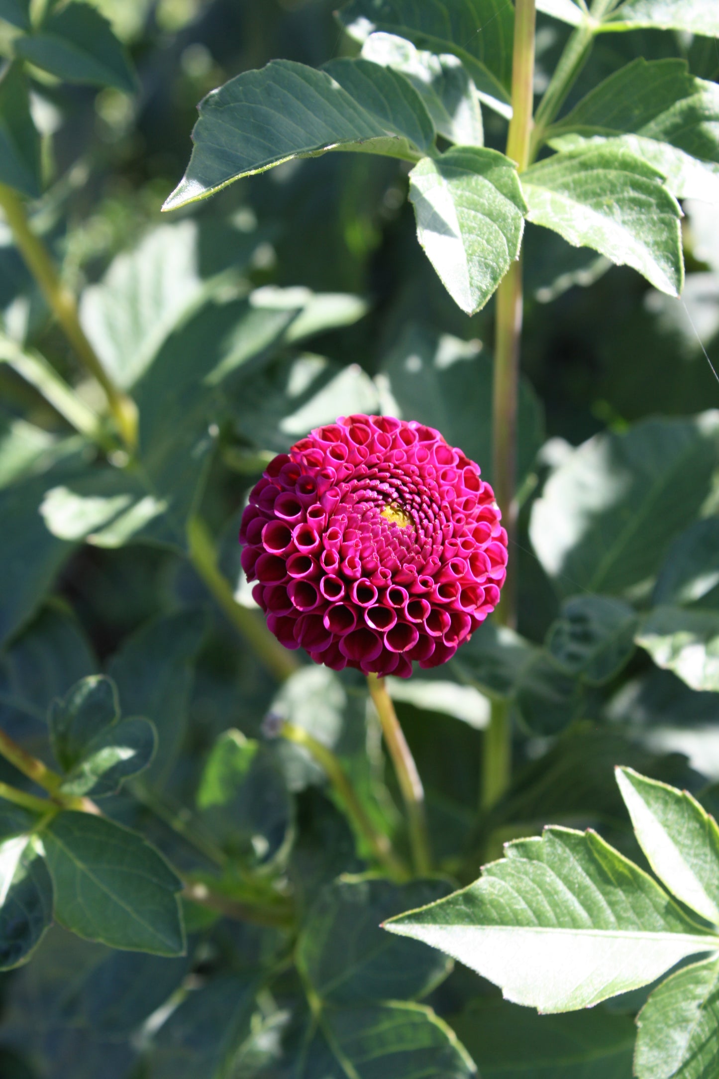 Rocco Dahlia Tuber