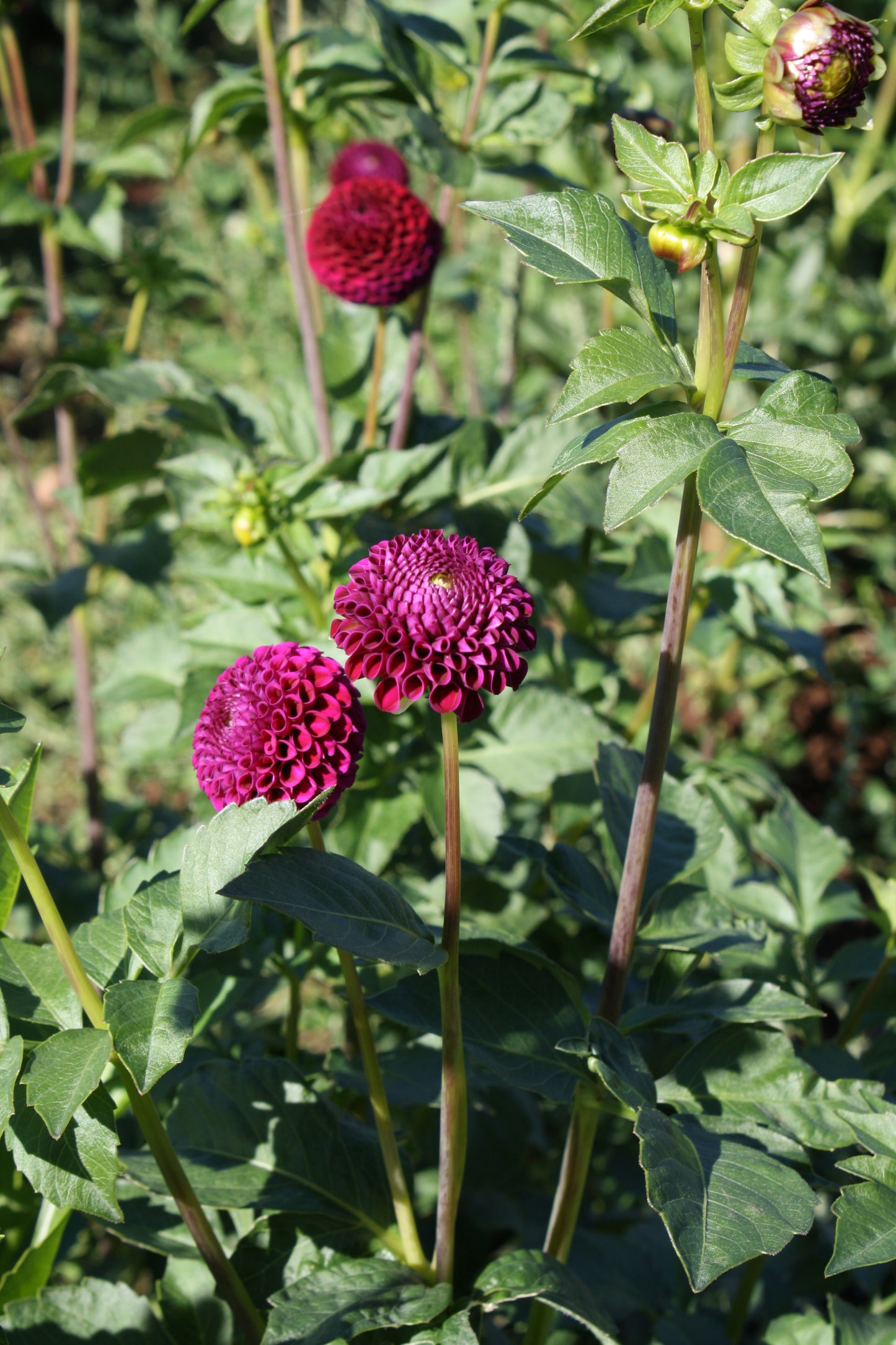 Rocco Dahlia Tuber