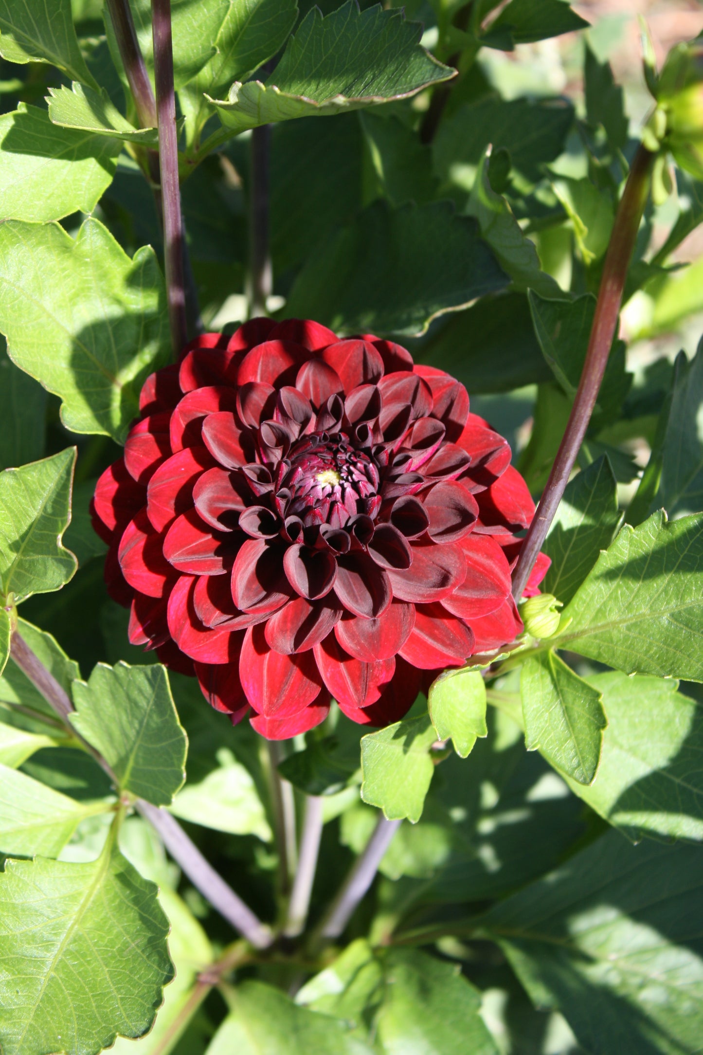 Bloomquist Port Dahlia Tuber